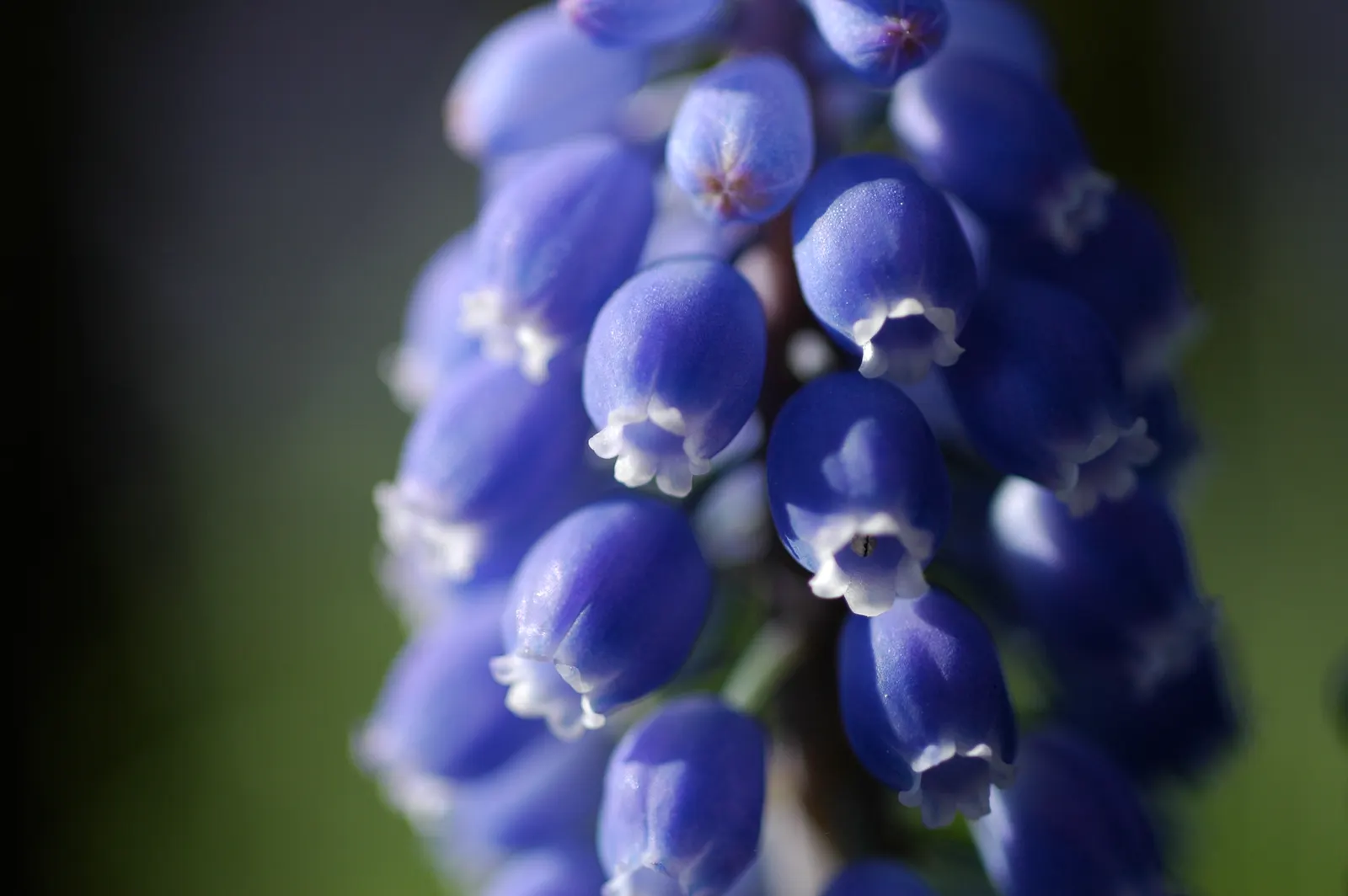 Grape Hyacinth (Muscari Armeniacum) — scientifically named Muscari armeniacum; that bloom in a striking deep cobalt blue with a purplish tinge
