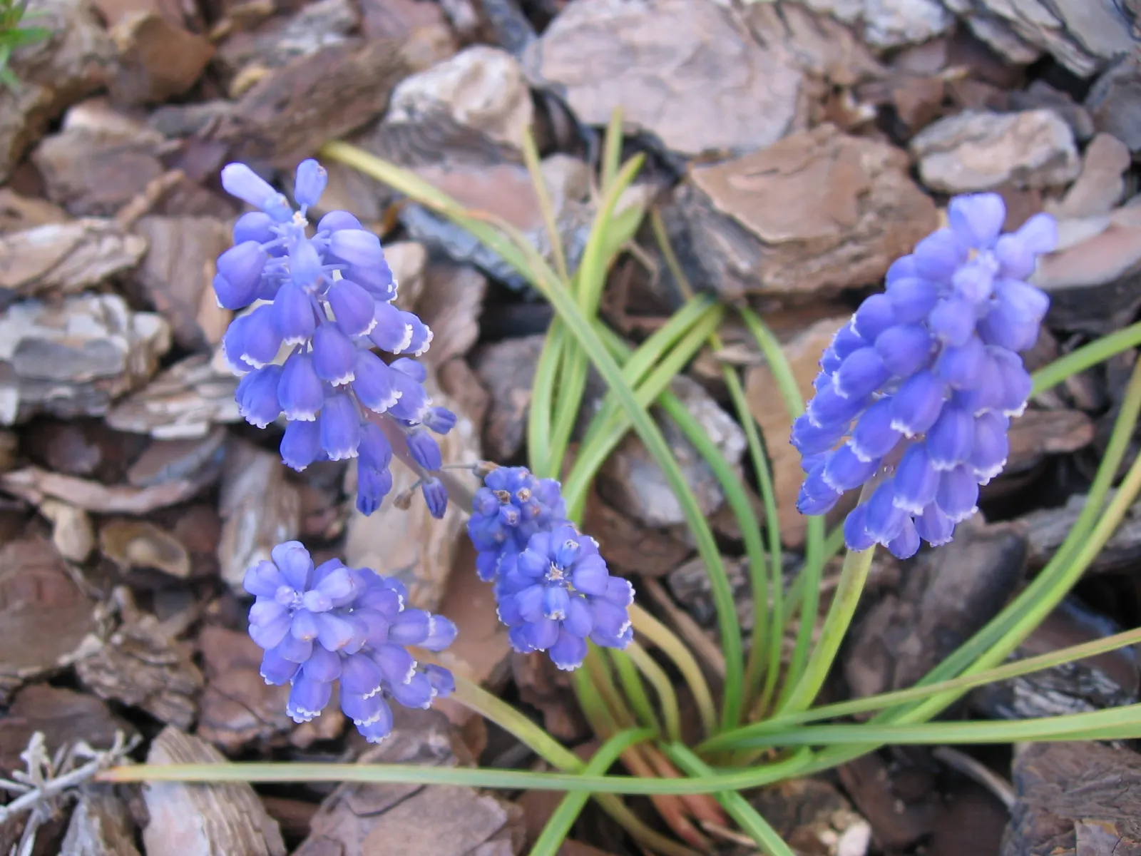 Grape Hyacinth (Muscari Armeniacum) — making them an effortless choice for both beginners and seasoned gardeners.<br><br>When composing your, image 152