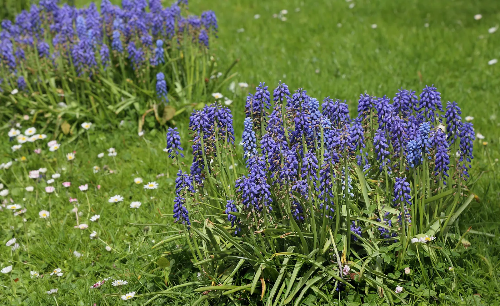 Grape Hyacinth (Muscari Armeniacum) — The plant reaches 6-9 inches in height and thrives in USDA zones 4-8, preferring full sun to partial shade, image 163