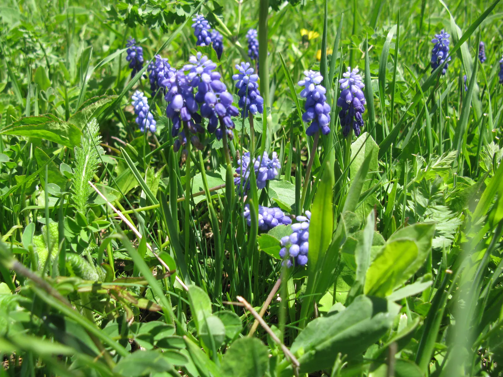 Grape Hyacinth (Muscari Armeniacum) — scientifically named Muscari armeniacum; that bloom in a striking deep cobalt blue with a purplish tinge, image 97