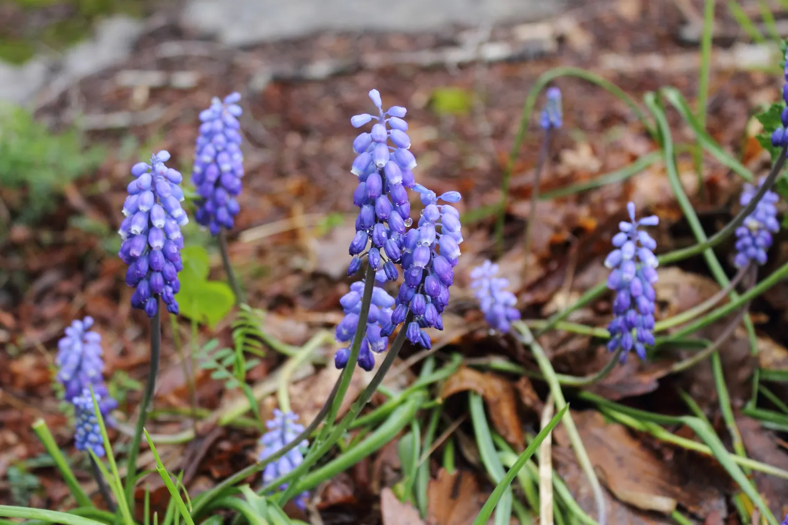 Grape Hyacinth (Muscari Armeniacum) — resembling miniature grapes; this plant is characterized by its densely clustered, image 54