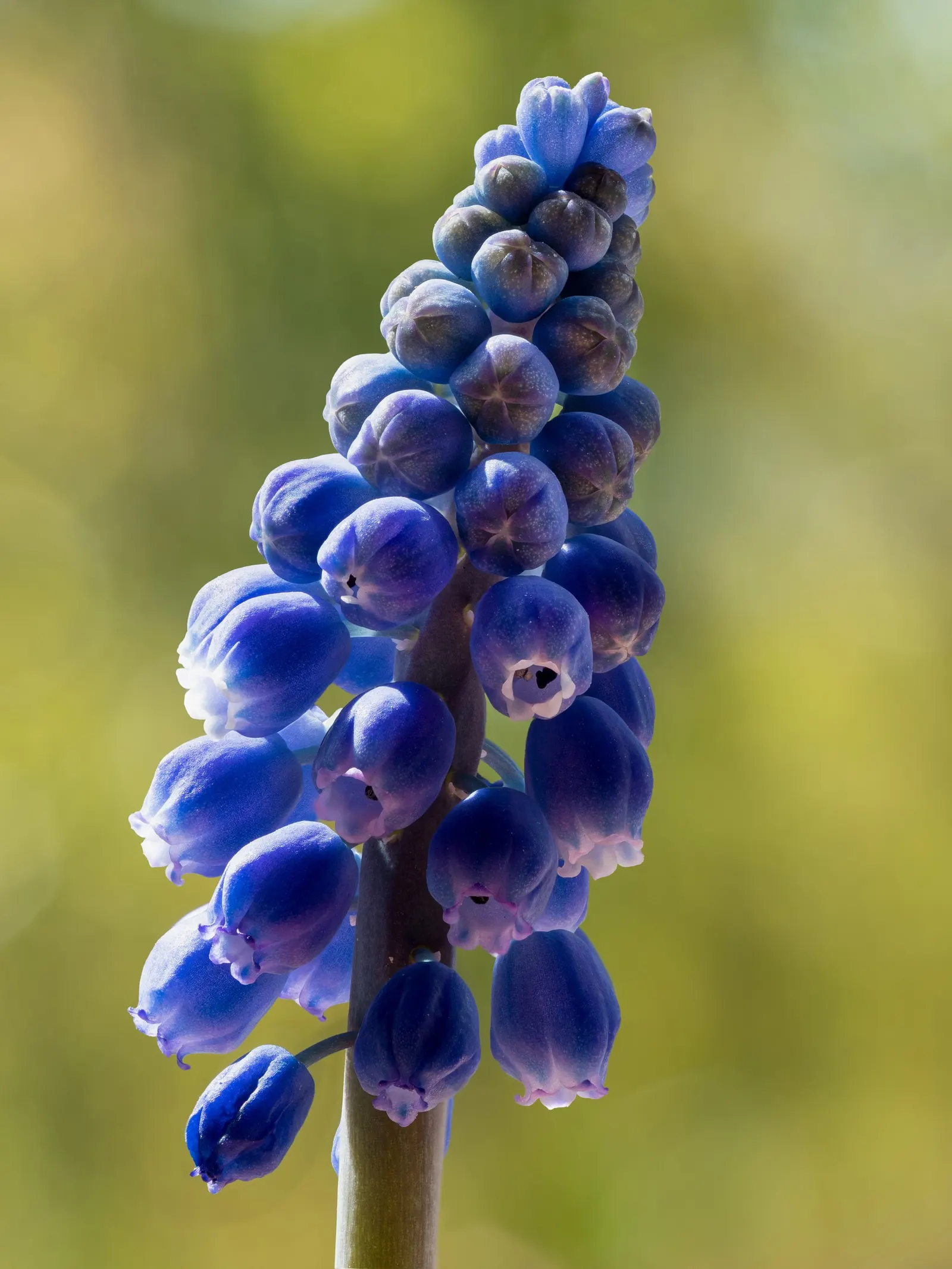 Grape Hyacinth (Muscari Armeniacum) — bulb / ground cover with blue blooms; grape Hyacinths require marginal maintenance, image 160