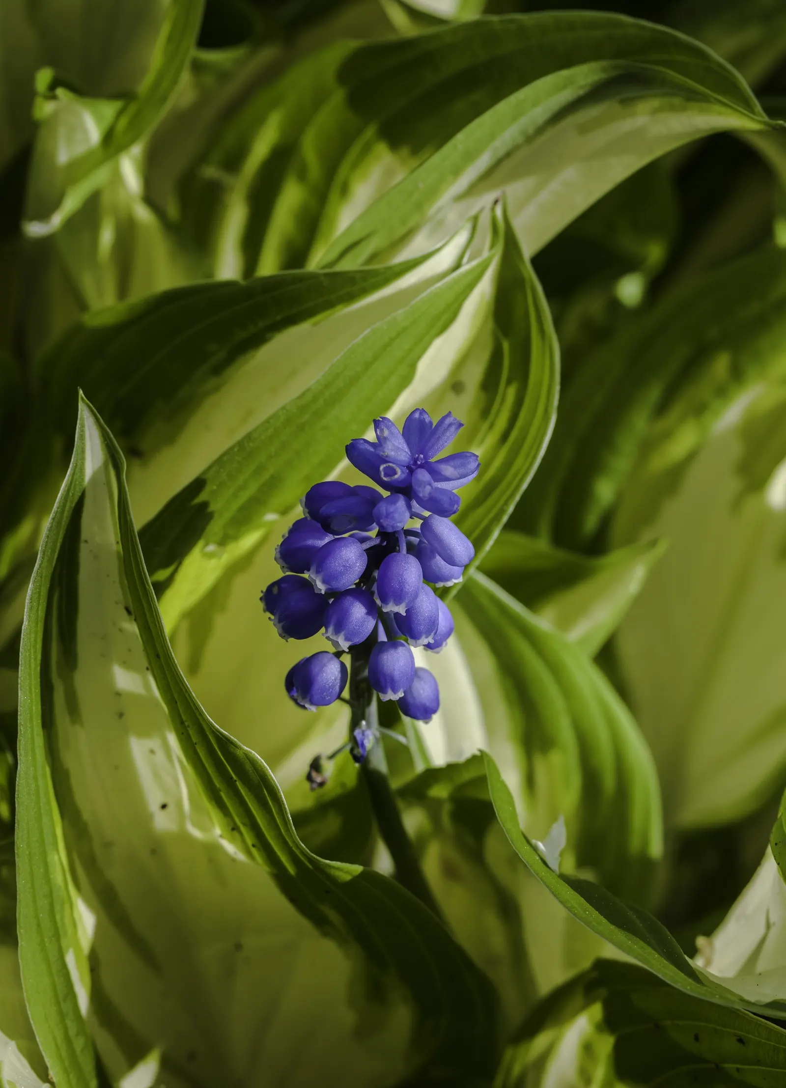 Grape Hyacinth (Muscari Armeniacum) — Once established, it requires minimal maintenance and is deer-resistant; the plant reaches 6-9 inches in, image 96