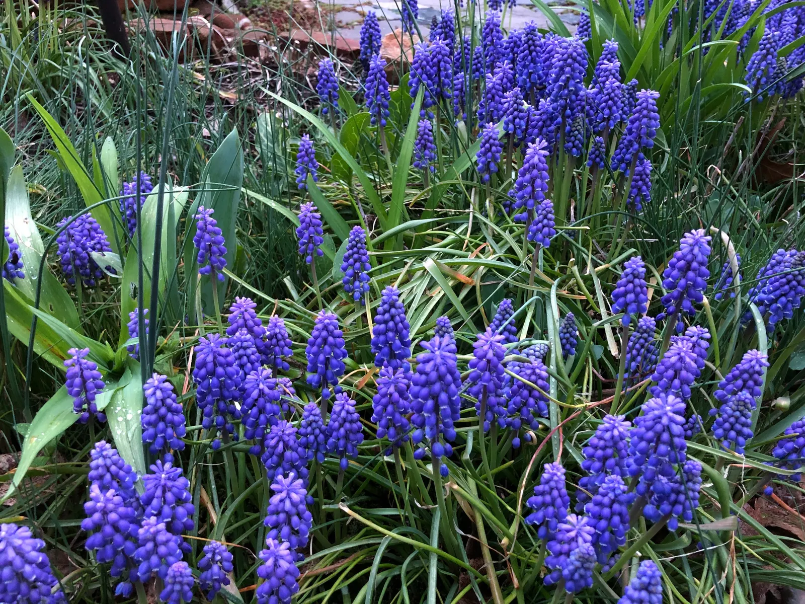 Grape Hyacinth (Muscari Armeniacum) — It also pairs beautifully with other spring bloomers like tulips and daffodils; a planting depth of 3 to 4, image 203