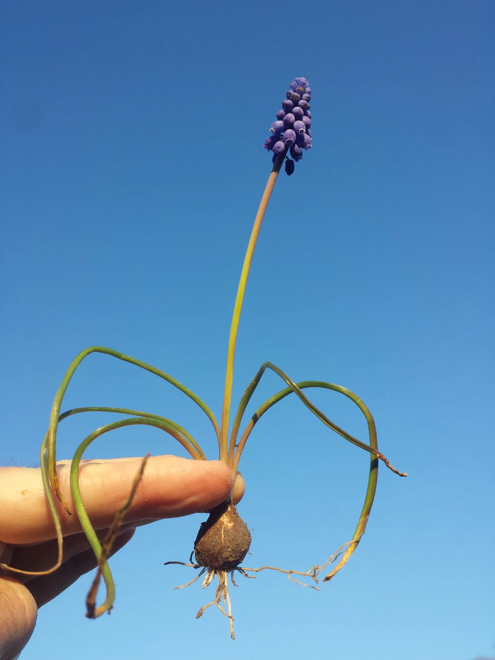 Grape Hyacinth (Muscari Armeniacum) — A planting depth of 3 to 4 inches is recommended to ensure optimal growth; each spike can grow to be 6 to 8, image 84