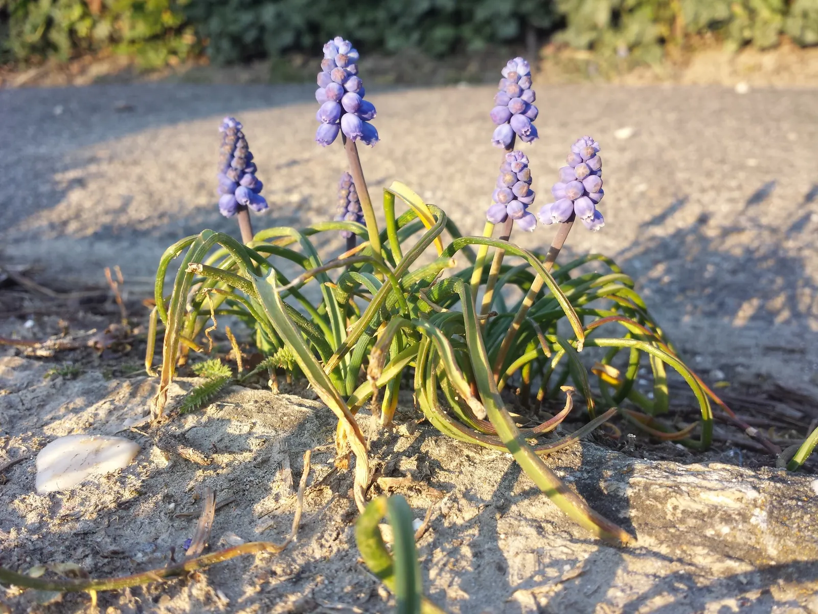 Grape Hyacinth (Muscari Armeniacum) — offering a layered look of contrasting shapes and heights; bulb / ground cover with blue blooms, image 66