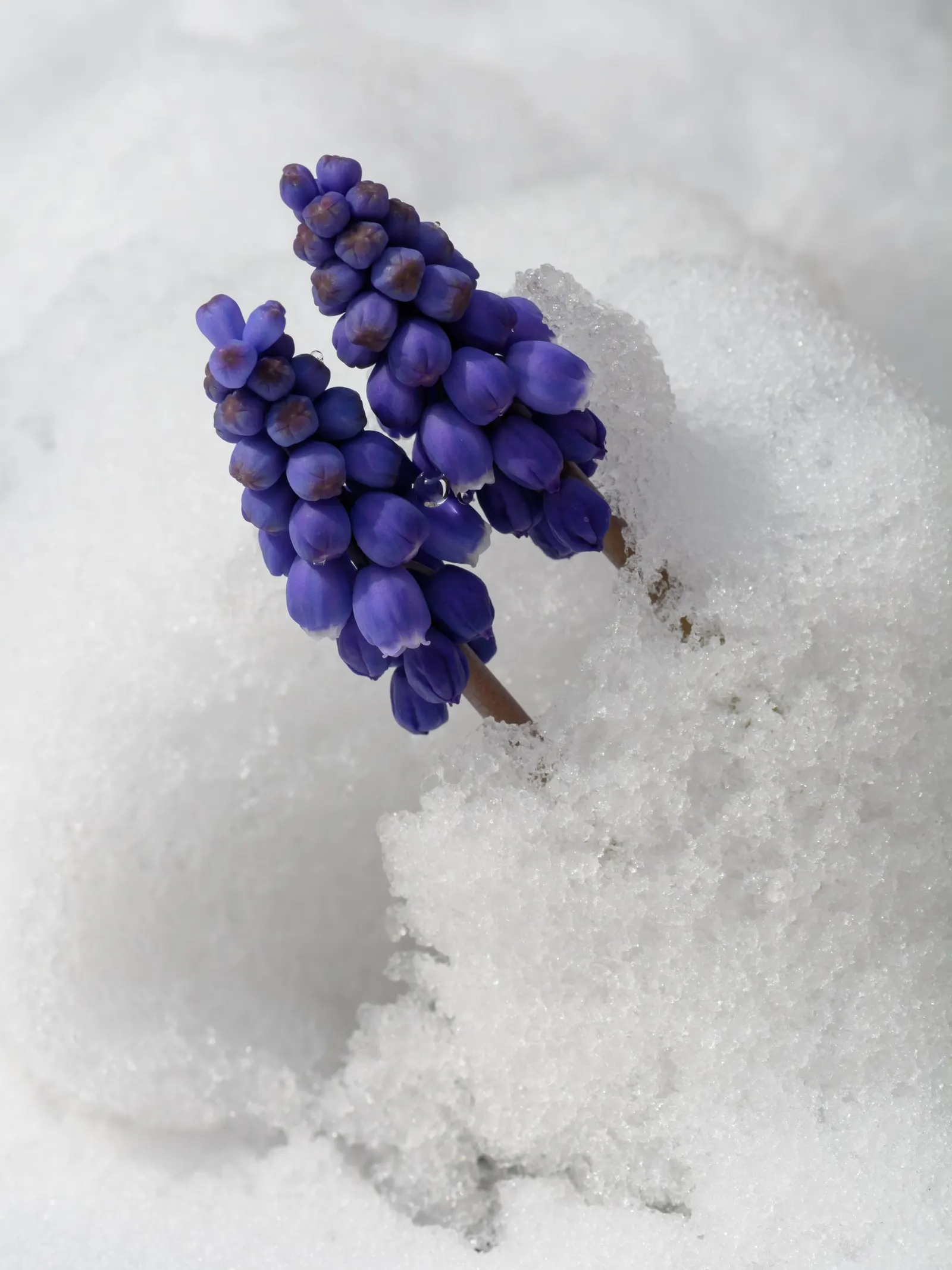Grape Hyacinth (Muscari Armeniacum) — making them an effortless choice for both beginners and seasoned gardeners.<br><br>When composing your, image 60