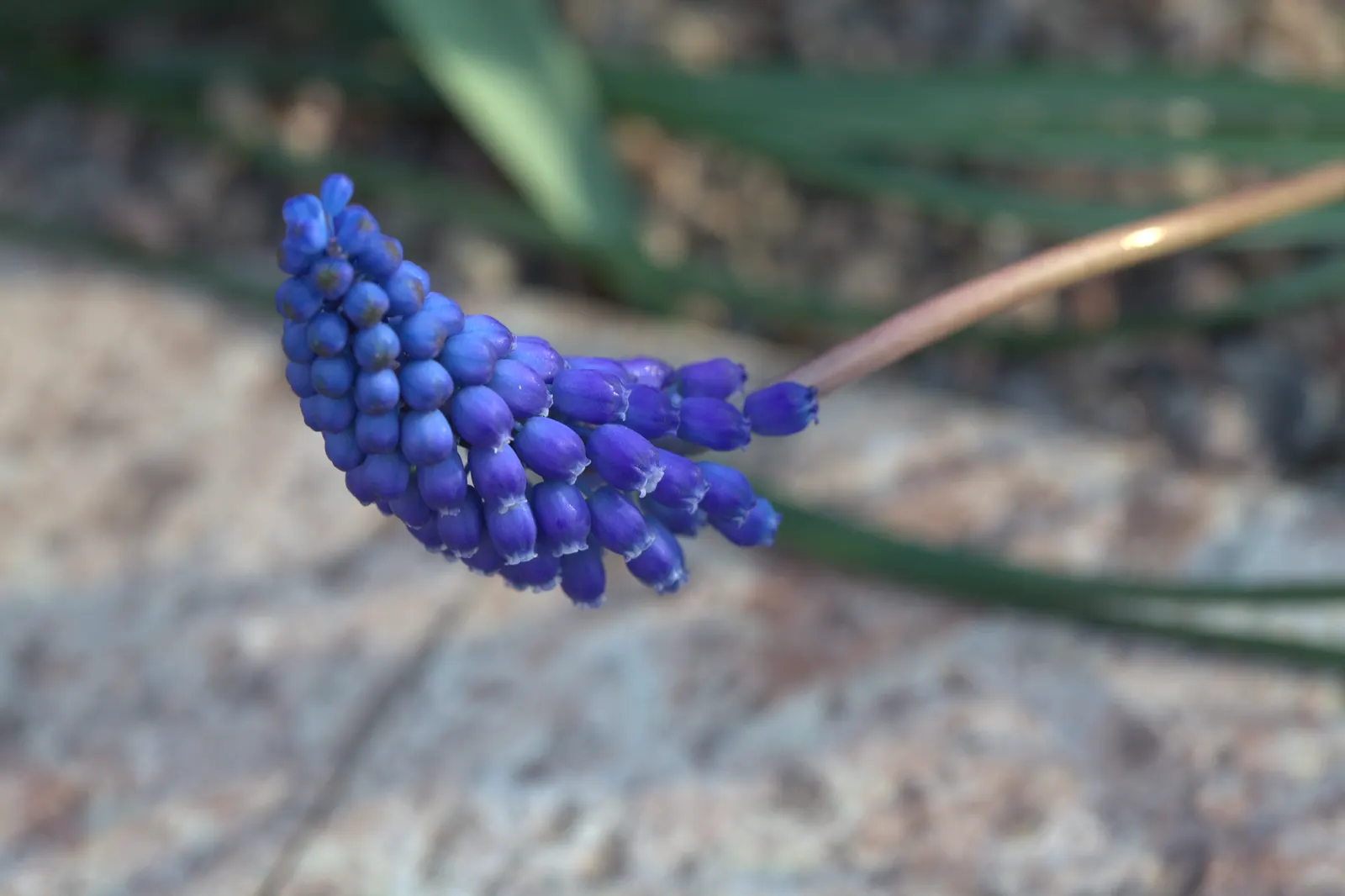 Grape Hyacinth (Muscari Armeniacum) — offering a layered look of contrasting shapes and heights; bulb / ground cover with blue blooms, image 89