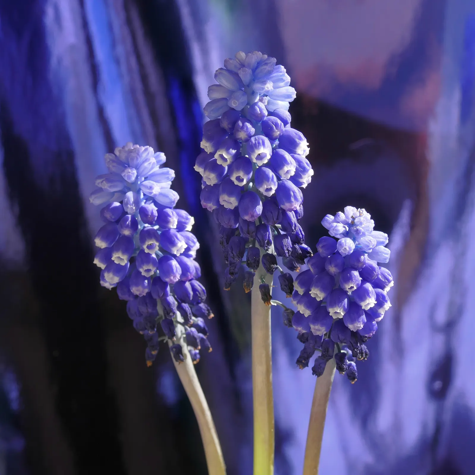 Grape Hyacinth (Muscari Armeniacum) — bulb / ground cover with blue blooms; grape Hyacinths require marginal maintenance, image 137