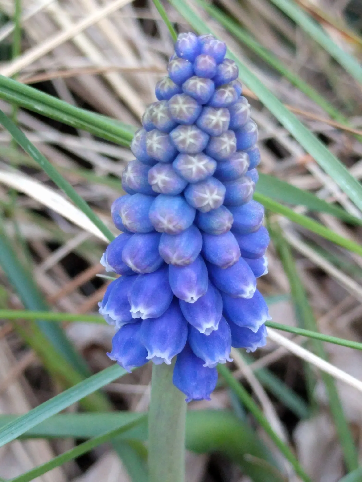 Grape Hyacinth (Muscari Armeniacum) — Muscari armeniacum naturalizes easily; multiplying and returning with a delightful show year after year, image 154