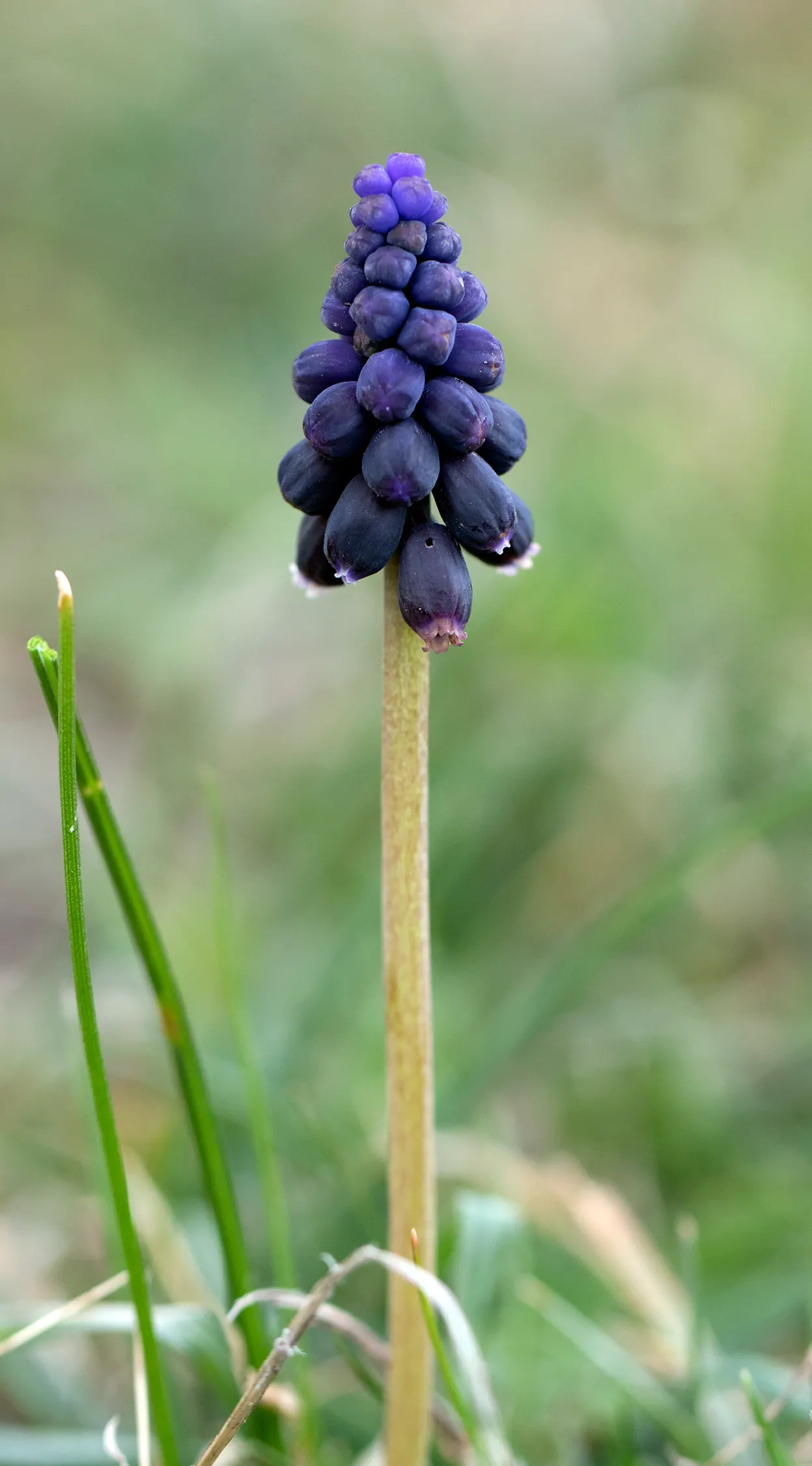 Grape Hyacinth (Muscari Armeniacum) — The plant reaches 6-9 inches in height and thrives in USDA zones 4-8, preferring full sun to partial shade, image 94