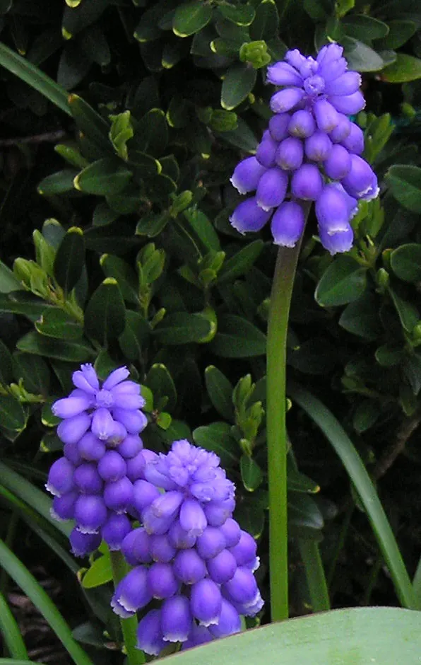 Grape Hyacinth (Muscari Armeniacum) — signaling the arrival of spring; resembling miniature grapes, image 202