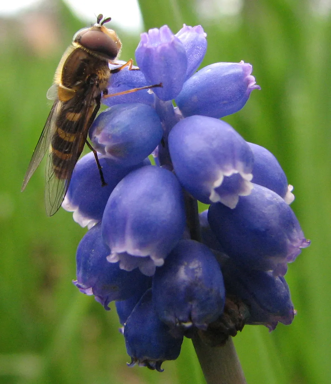 Grape Hyacinth (Muscari Armeniacum) — adding a striking blue hue to borders and rock gardens; signaling the arrival of spring, image 233