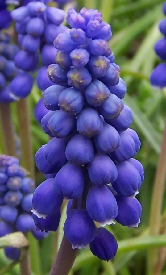 Grape Hyacinth (Muscari Armeniacum) — bulb / ground cover with blue blooms; grape Hyacinths require marginal maintenance, image 183