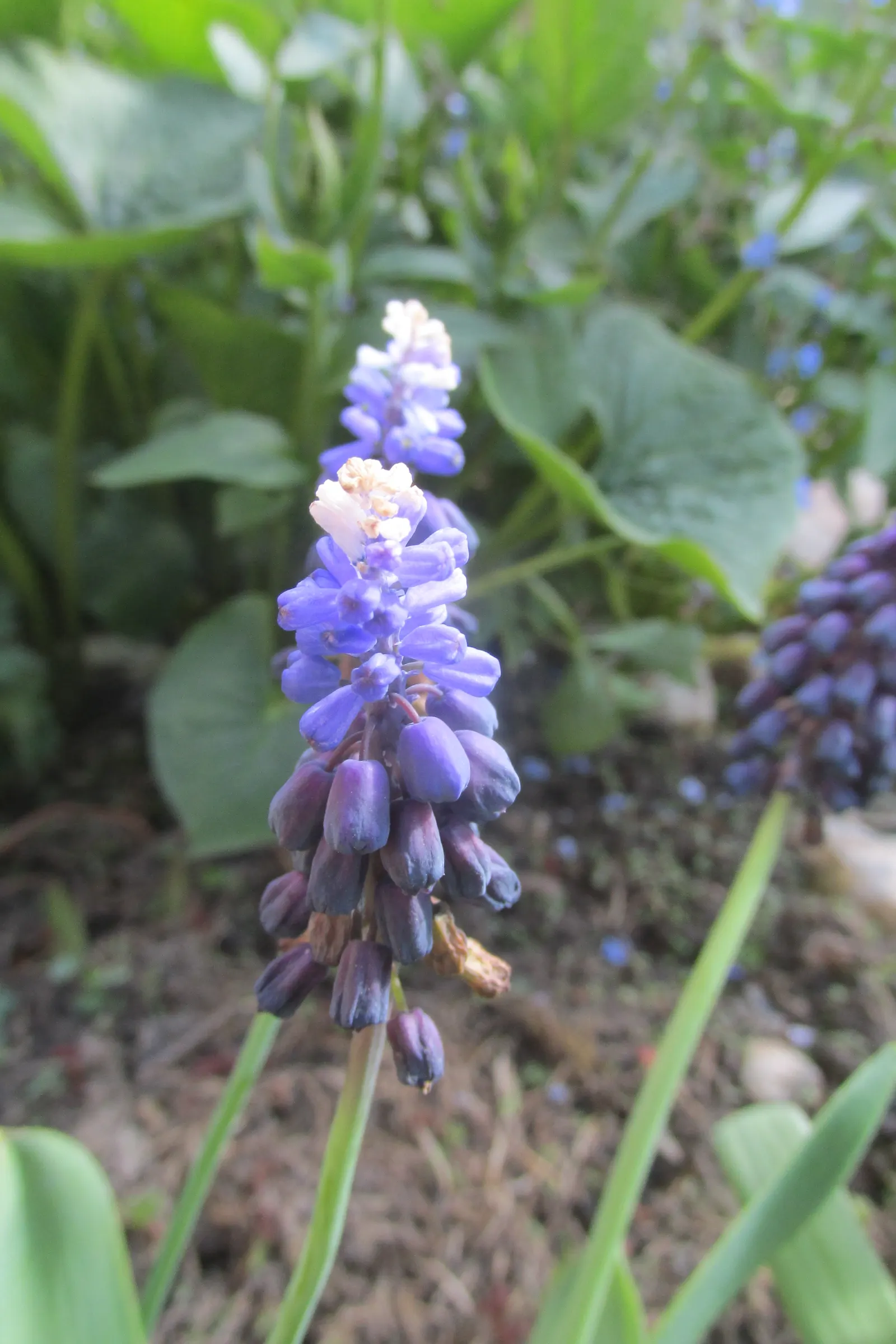 Grape Hyacinth (Muscari Armeniacum) — Once established, it requires minimal maintenance and is deer-resistant; the plant reaches 6-9 inches in, image 73