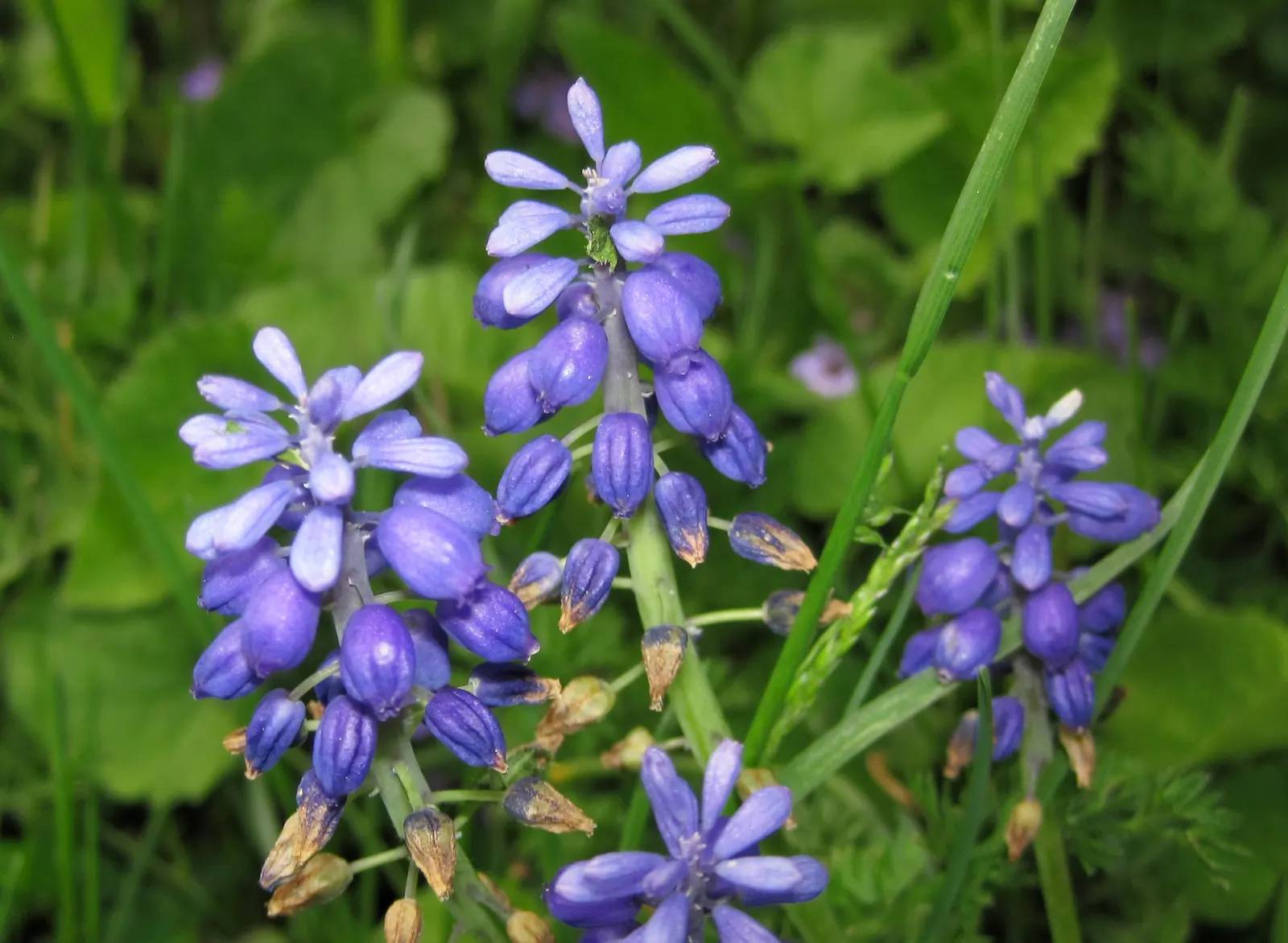Grape Hyacinth (Muscari Armeniacum) — blue flowers in the garden; is a charming and resilient bulbous perennial that would make an excellent, image 228
