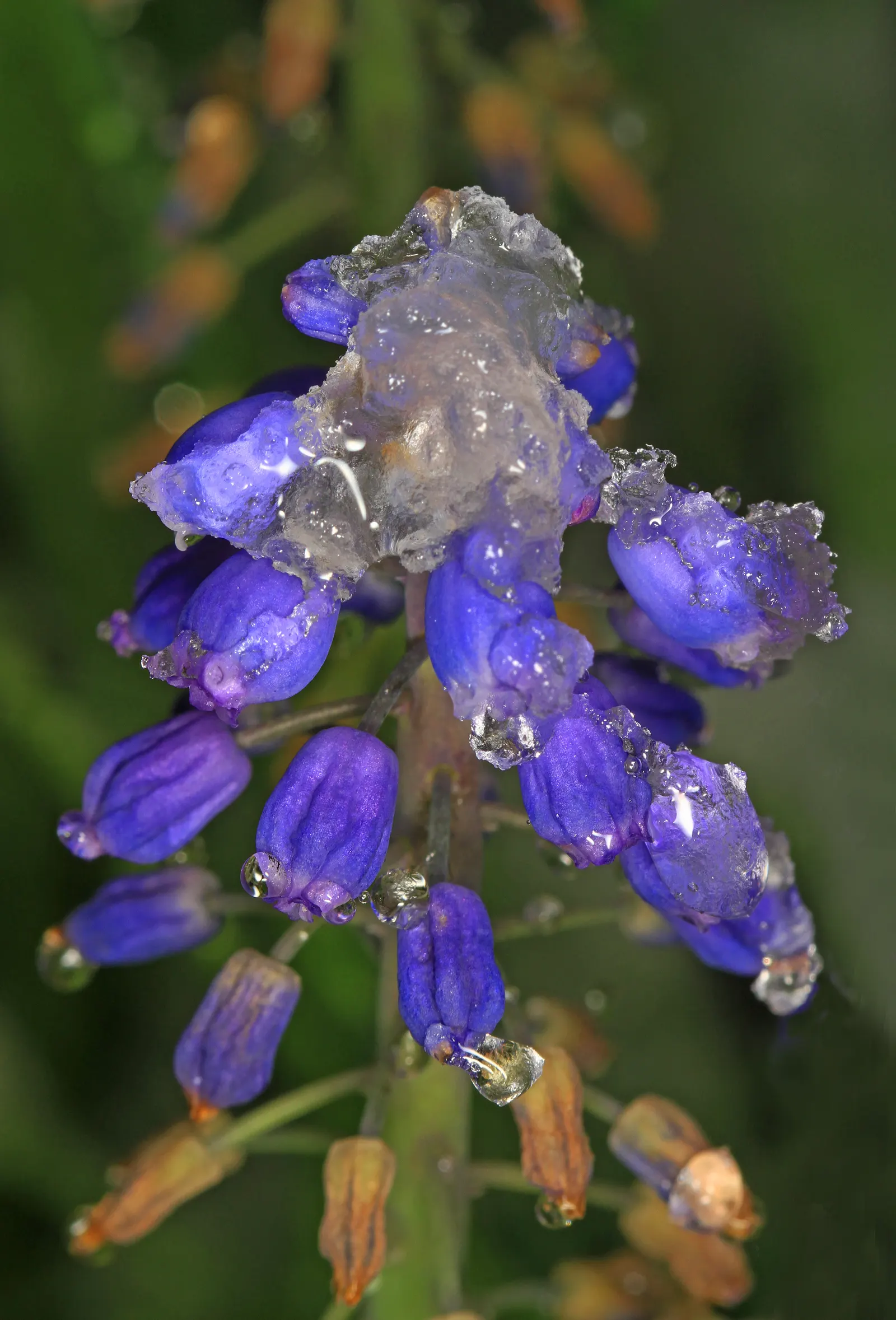 Grape Hyacinth (Muscari Armeniacum) — adding a striking blue hue to borders and rock gardens; signaling the arrival of spring, image 72