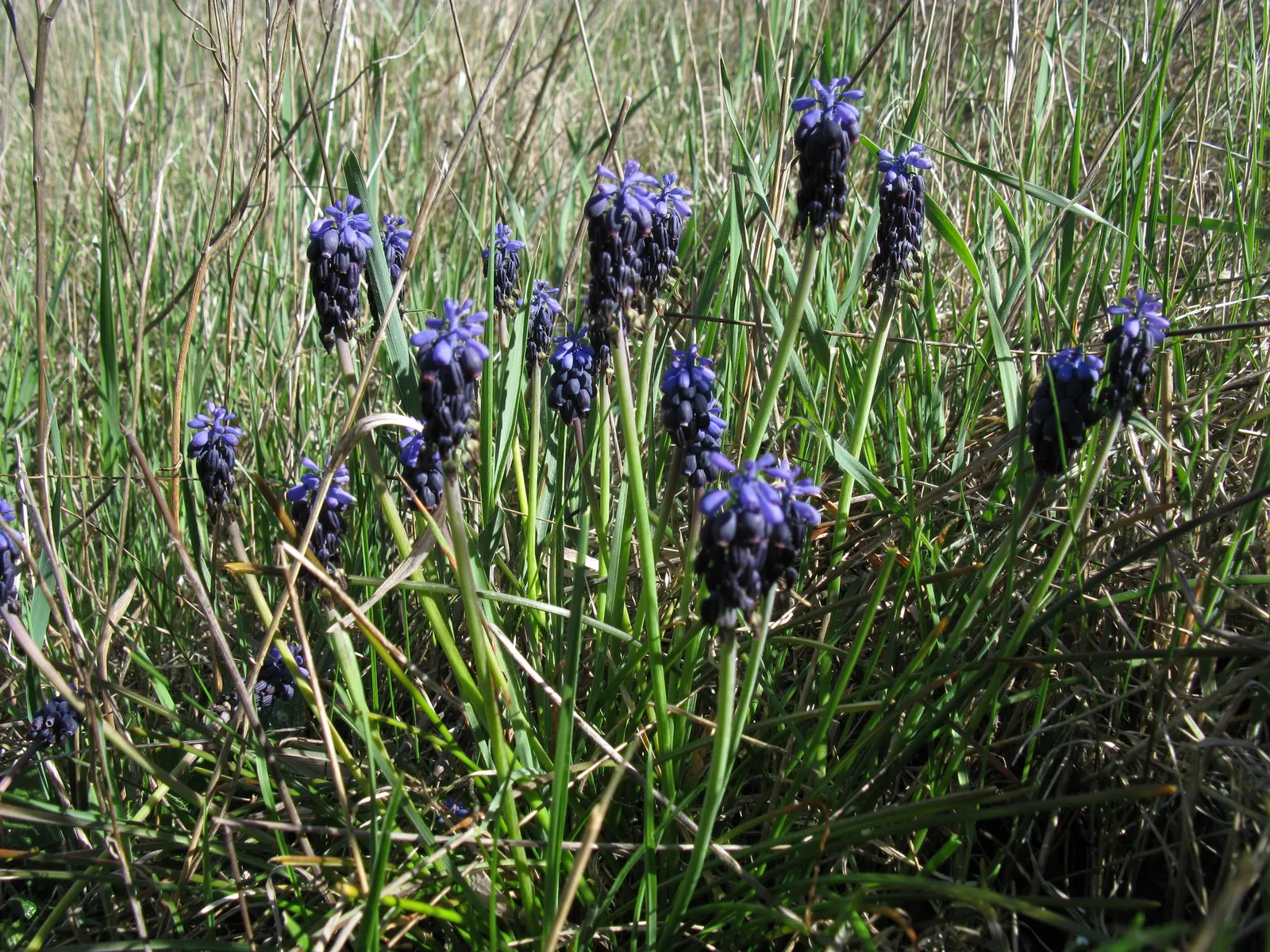 Grape Hyacinth (Muscari Armeniacum) — that bloom in a striking deep cobalt blue with a purplish tinge; making them an effortless choice for both, image 101