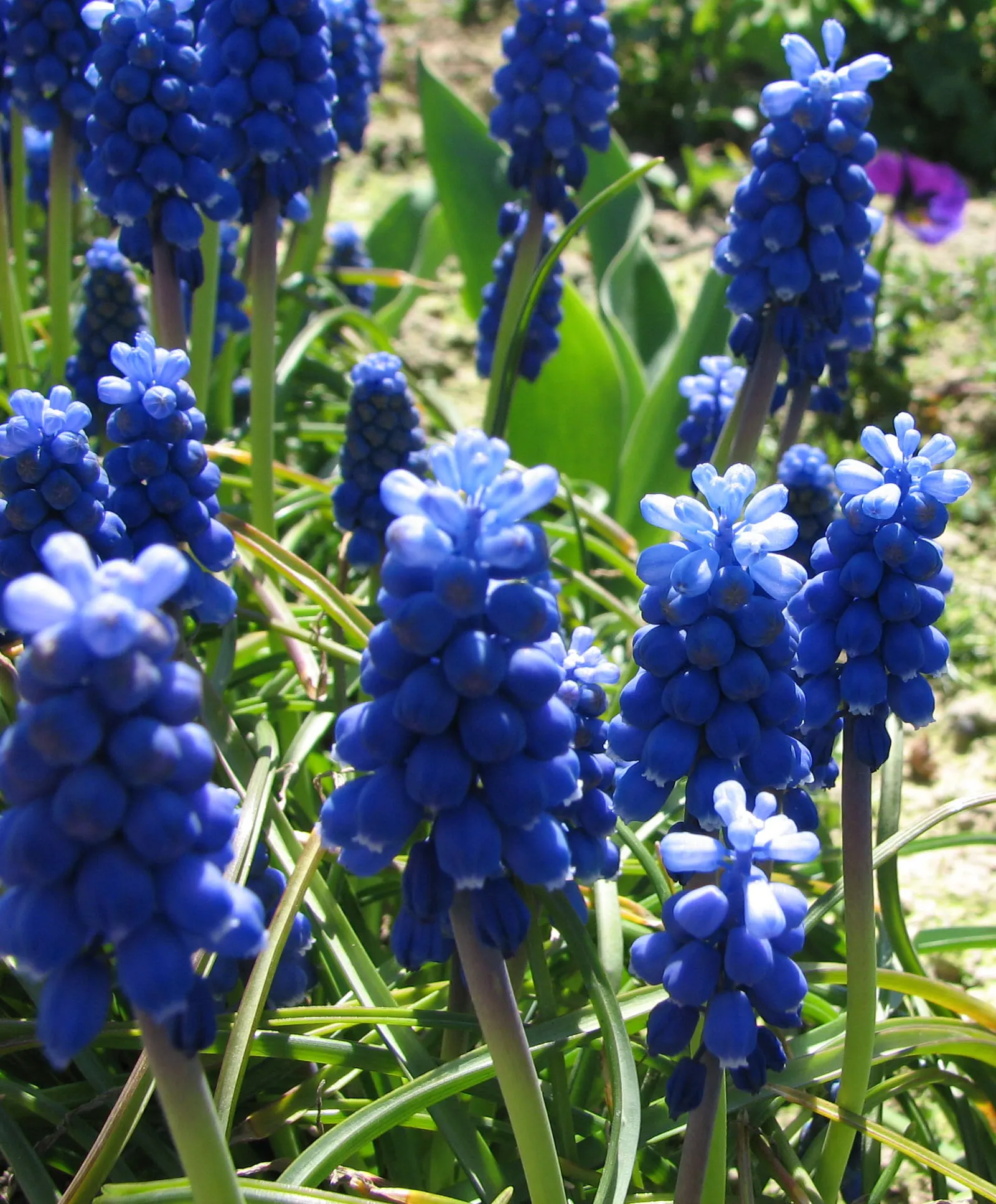 Grape Hyacinth (Muscari Armeniacum) — bulb / ground cover for full or half; offering a layered look of contrasting shapes and heights, image 207