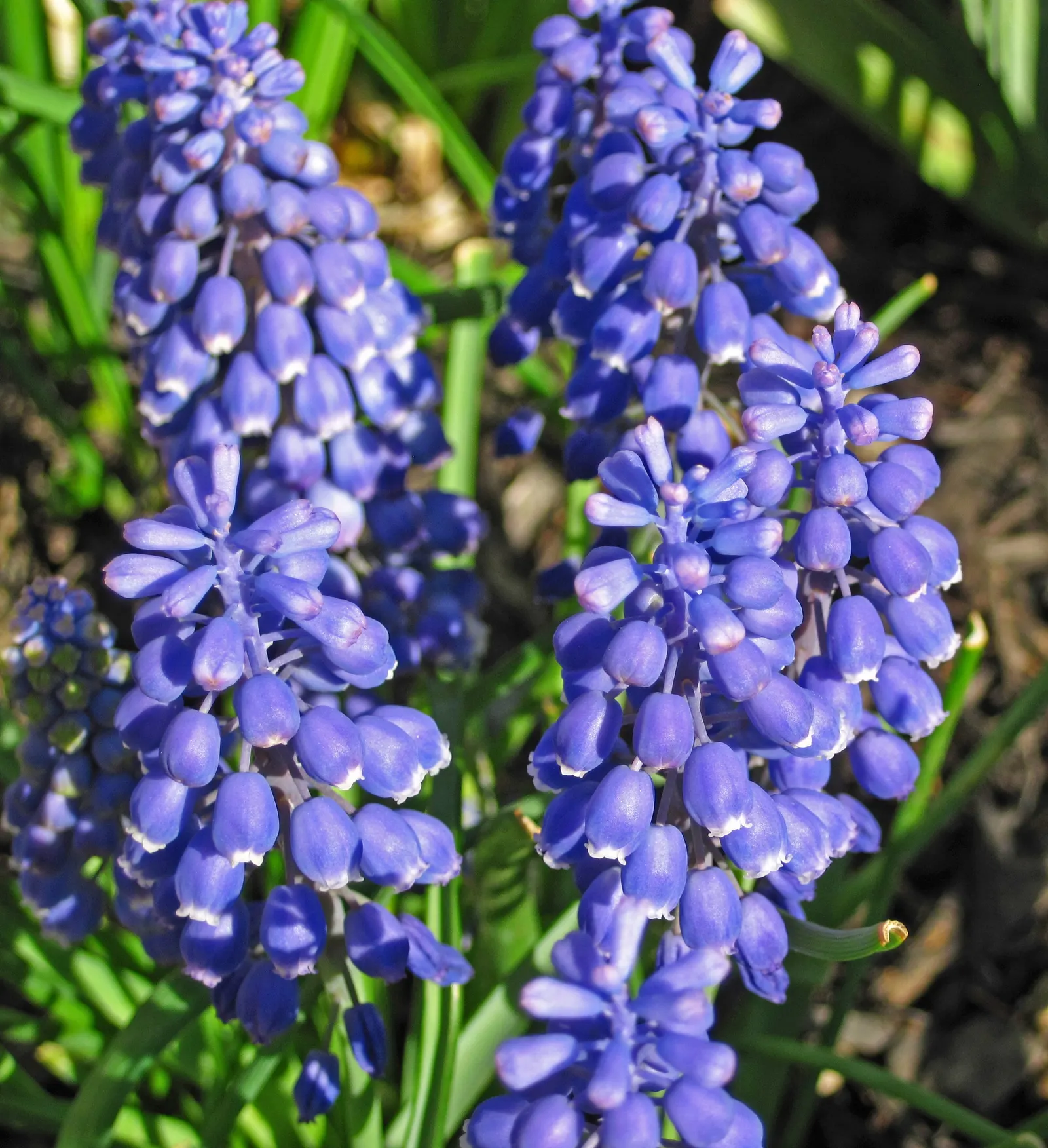 Grape Hyacinth (Muscari Armeniacum) — They prefer full to partial sun exposure but it is worth noting they can tolerate light shade, image 196