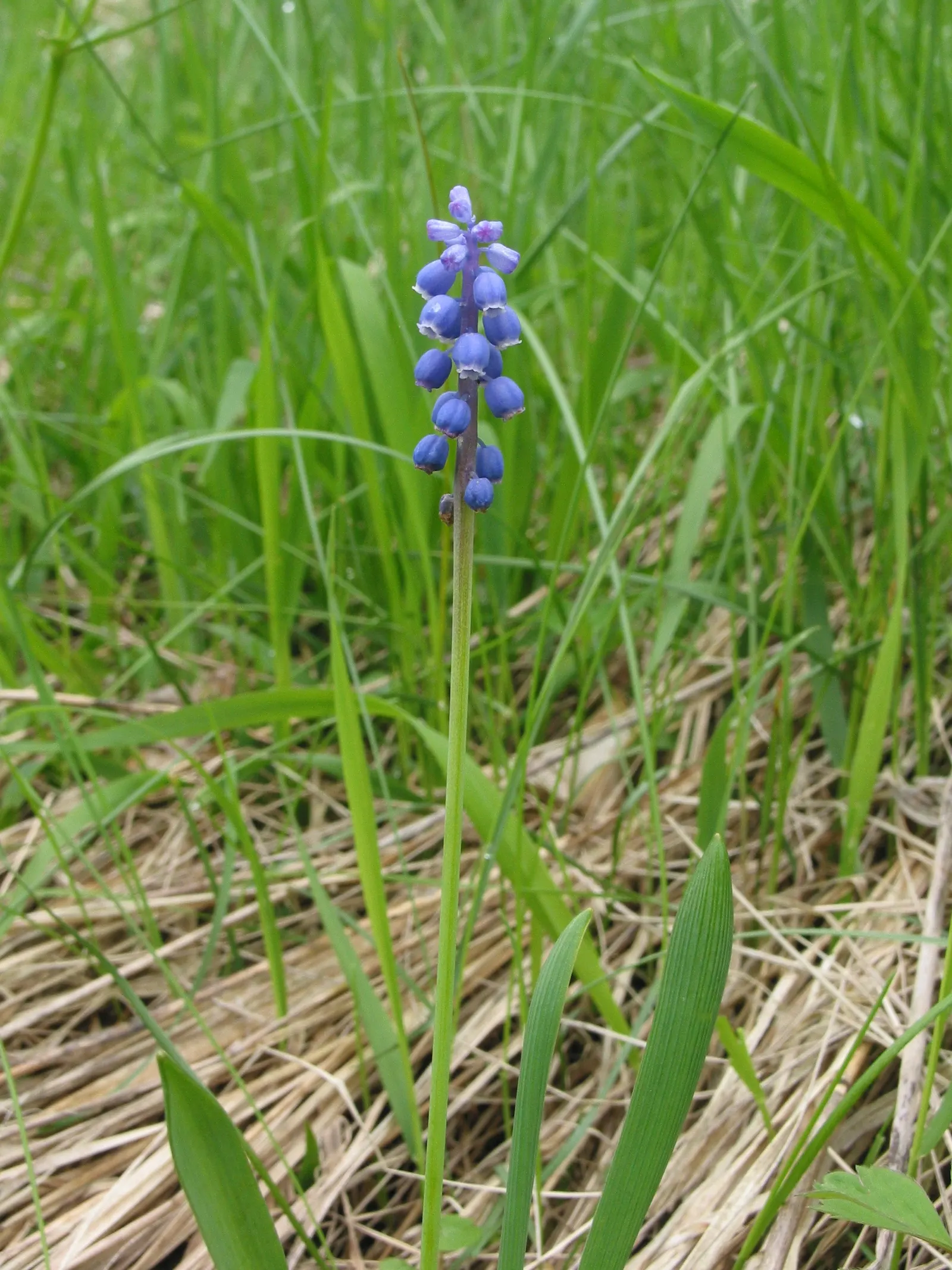 Grape Hyacinth (Muscari Armeniacum) — that bloom in a striking deep cobalt blue with a purplish tinge; making them an effortless choice for both, image 170