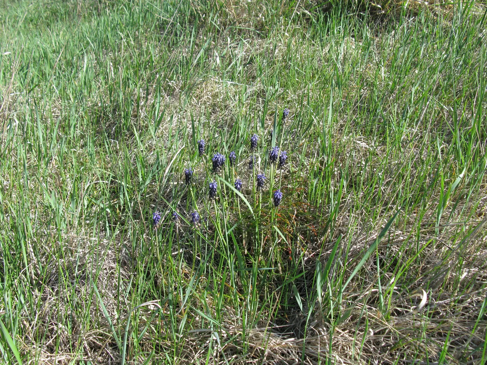 Grape Hyacinth (Muscari Armeniacum) — resembling miniature grapes