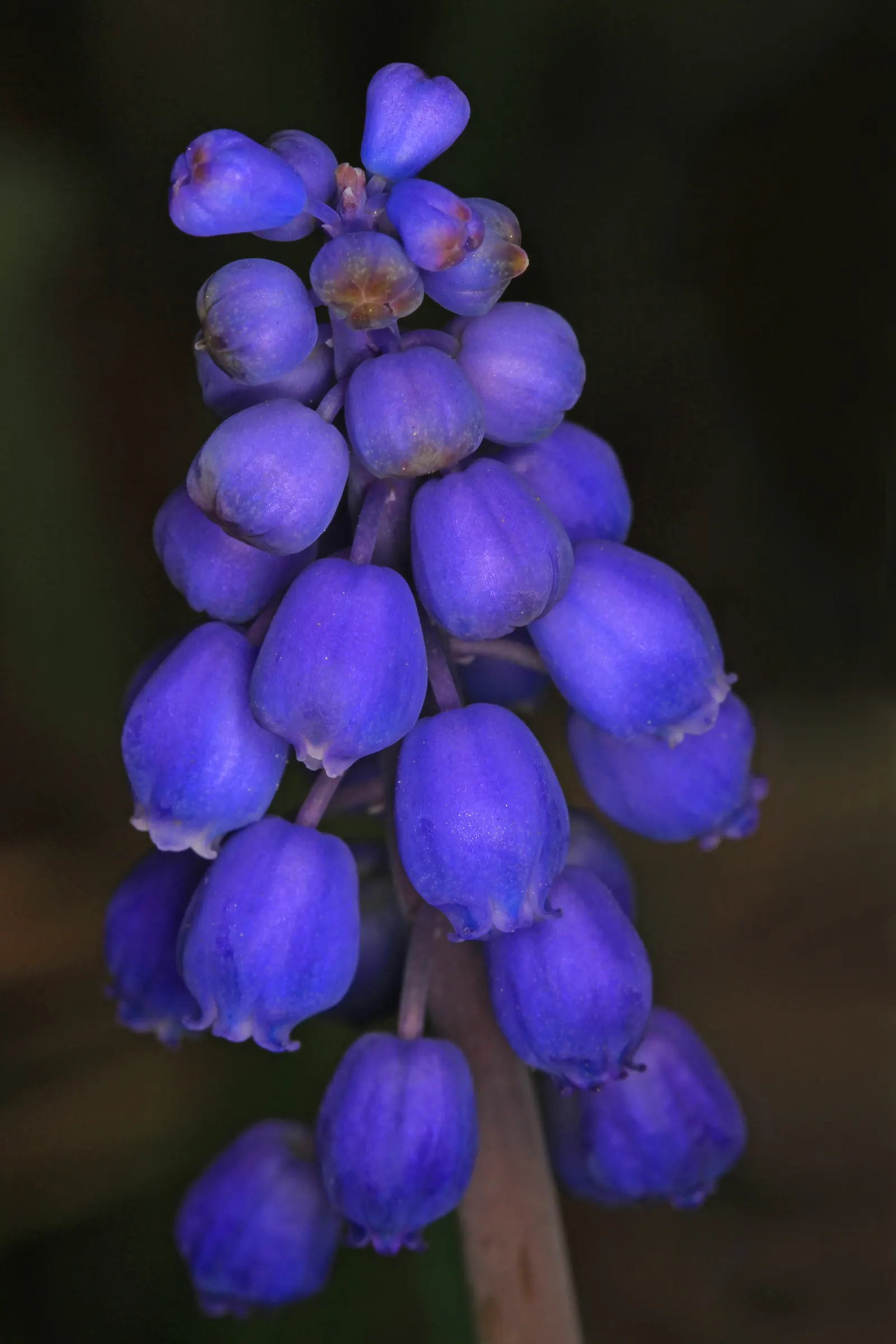 Grape Hyacinth (Muscari Armeniacum) — They prefer full to partial sun exposure but it is worth noting they can tolerate light shade
