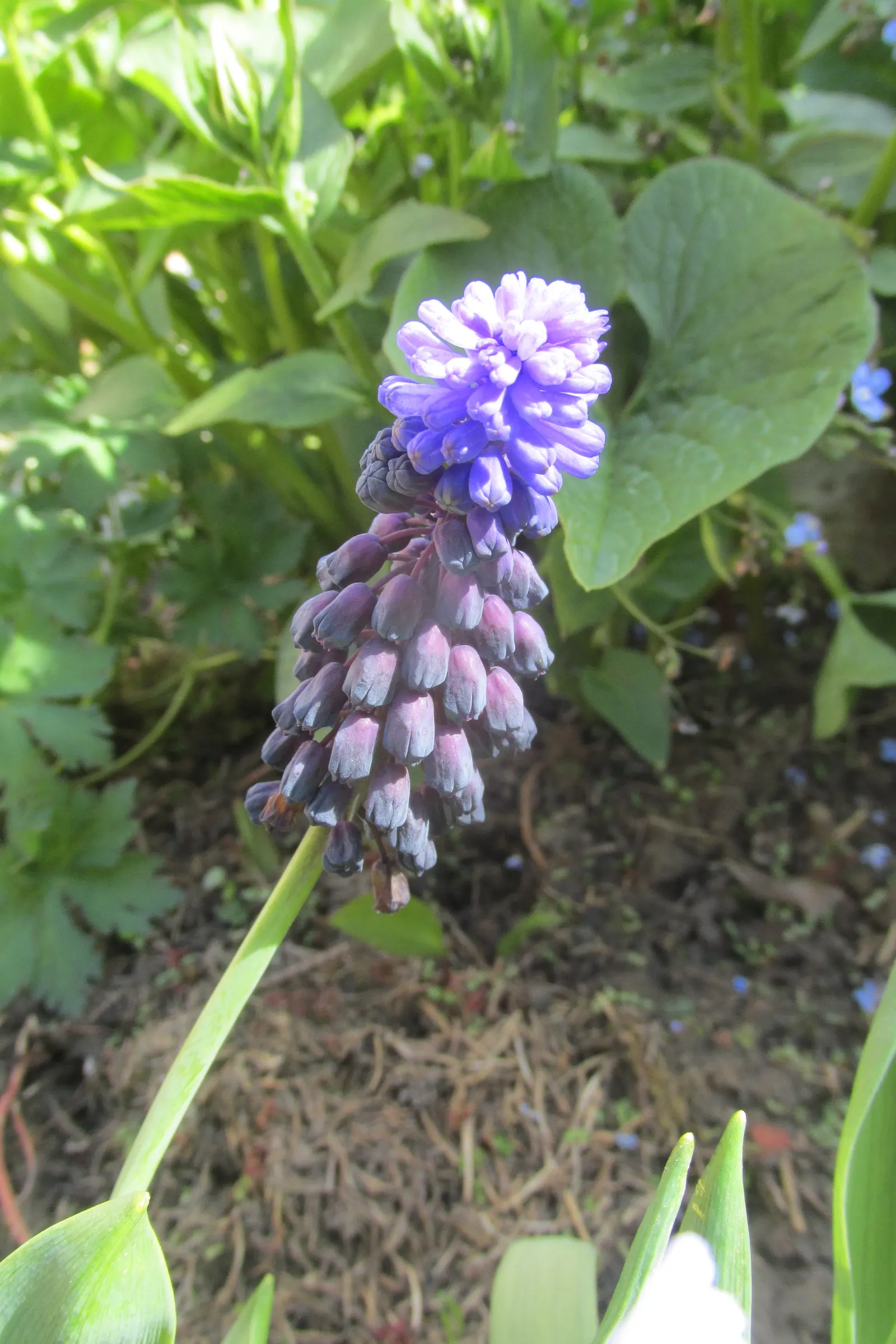 Grape Hyacinth (Muscari Armeniacum) — urn-shaped deep blue flowers resembling tiny grapes; once established, it requires minimal maintenance and is, image 70
