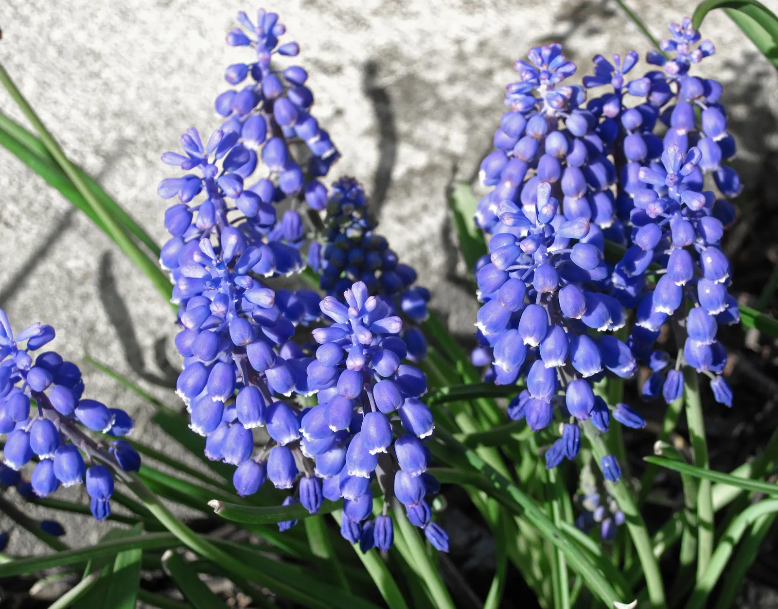 Grape Hyacinth (Muscari Armeniacum) — The plant reaches 6-9 inches in height and thrives in USDA zones 4-8, preferring full sun to partial shade; signifying an
