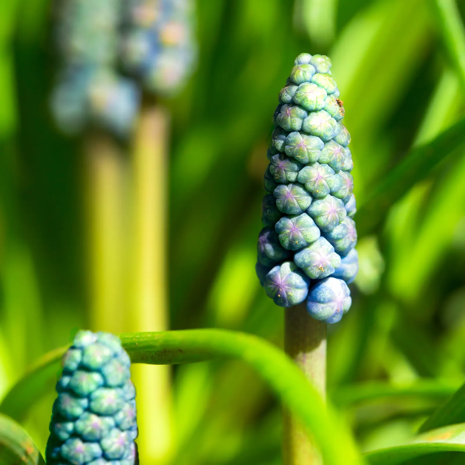 Grape Hyacinth (Muscari Armeniacum) — is a charming and resilient bulbous perennial that would make an excellent addition to your landscape design, image 75