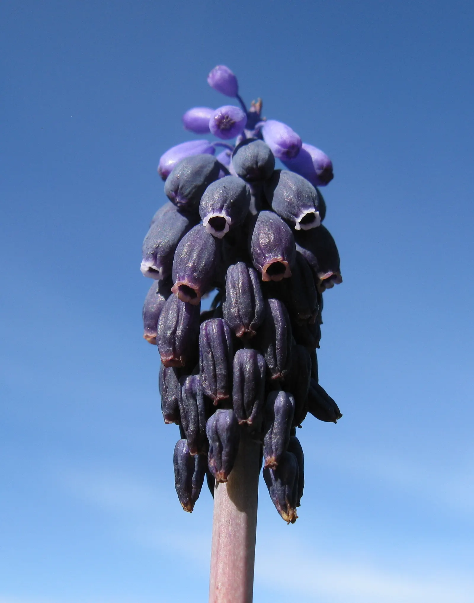 Grape Hyacinth (Muscari Armeniacum) — Muscari armeniacum naturalizes easily; multiplying and returning with a delightful show year after year, image 177