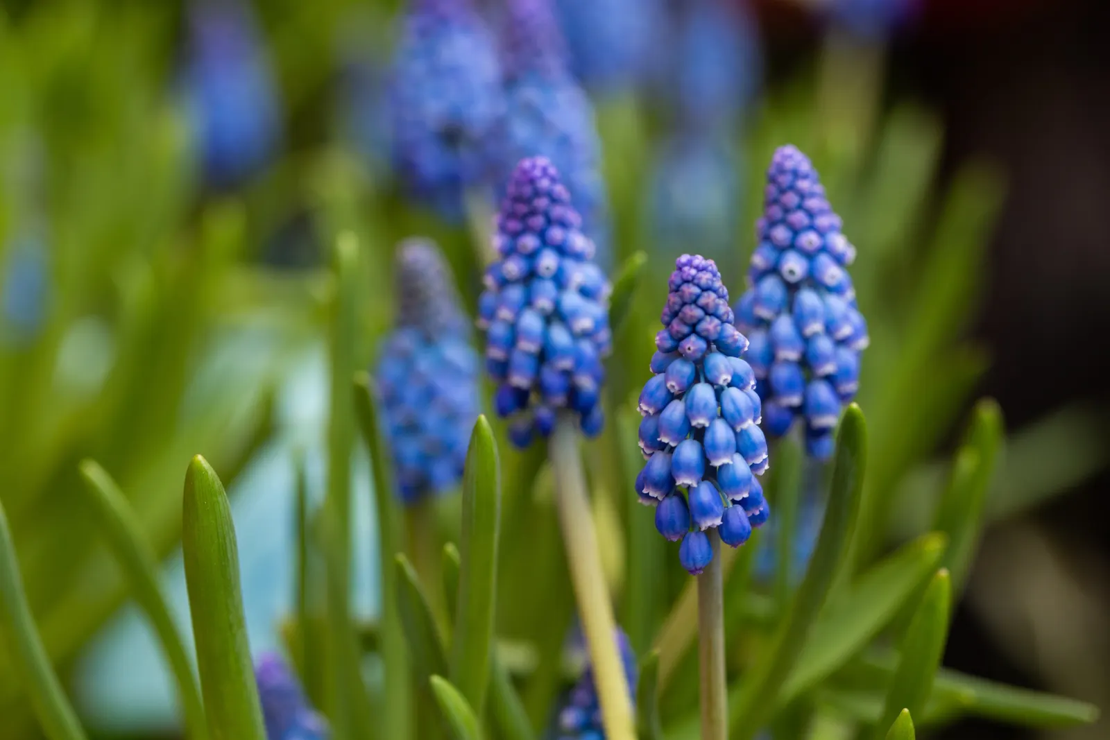Grape Hyacinth (Muscari Armeniacum) — signifying an adaptability to a range of temperate climates; scientifically named Muscari armeniacum, image 103