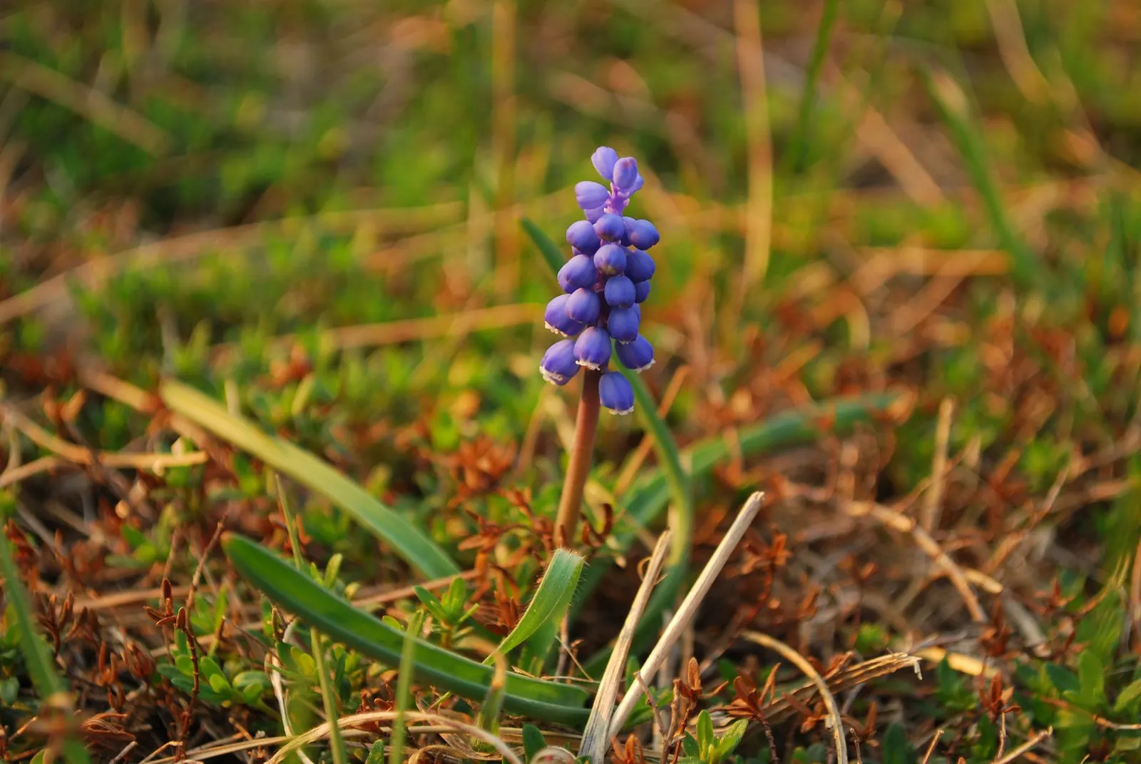 Grape Hyacinth (Muscari Armeniacum) — Each spike can grow to be 6 to 8 inches tall; blue flowers in the garden, image 56