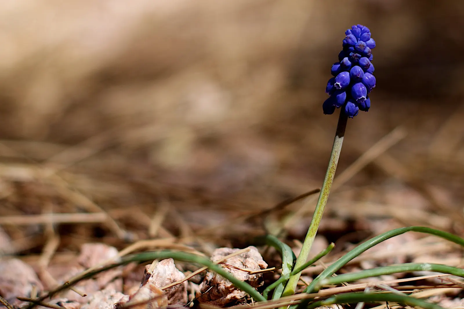 Grape Hyacinth (Muscari Armeniacum) — They prefer full to partial sun exposure but it is worth noting they can tolerate light shade, image 219