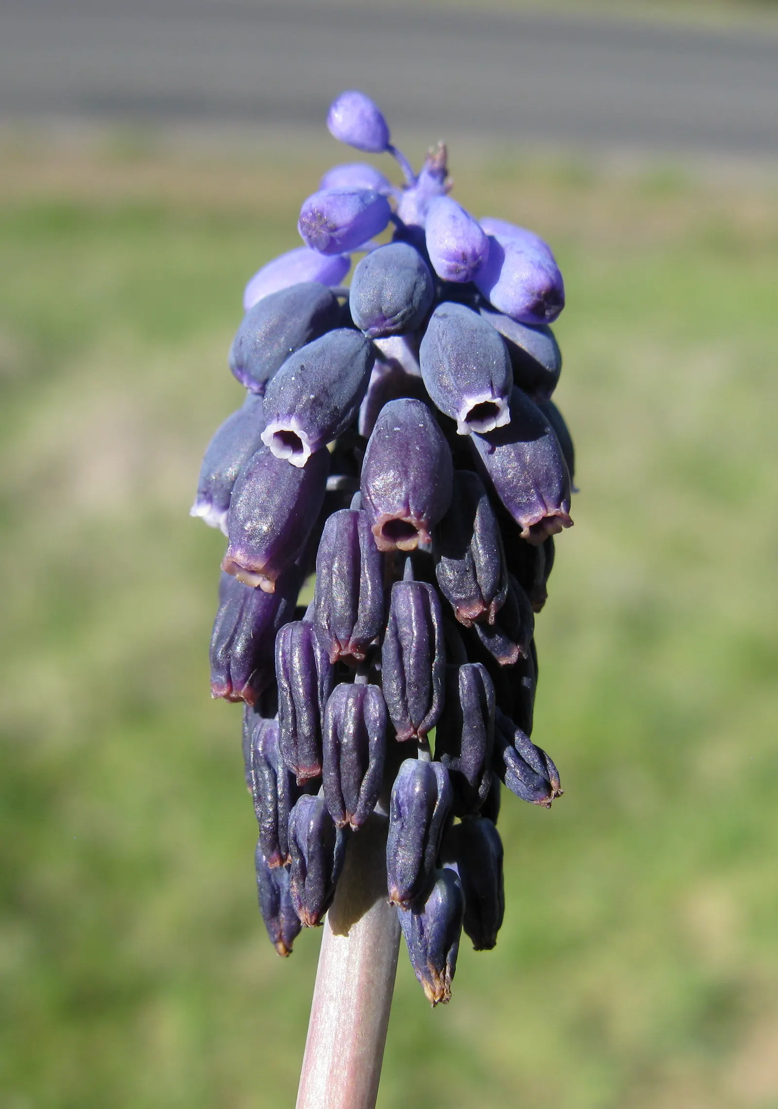 Grape Hyacinth (Muscari Armeniacum) — making them an effortless choice for both beginners and seasoned gardeners.<br><br>When composing your, image 198
