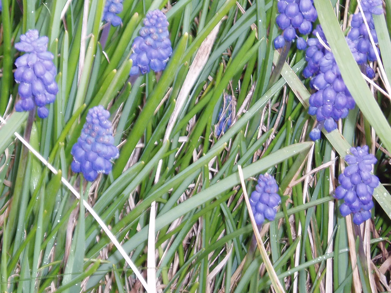 Grape Hyacinth (Muscari Armeniacum) — resembling miniature grapes; this plant is characterized by its densely clustered, image 123