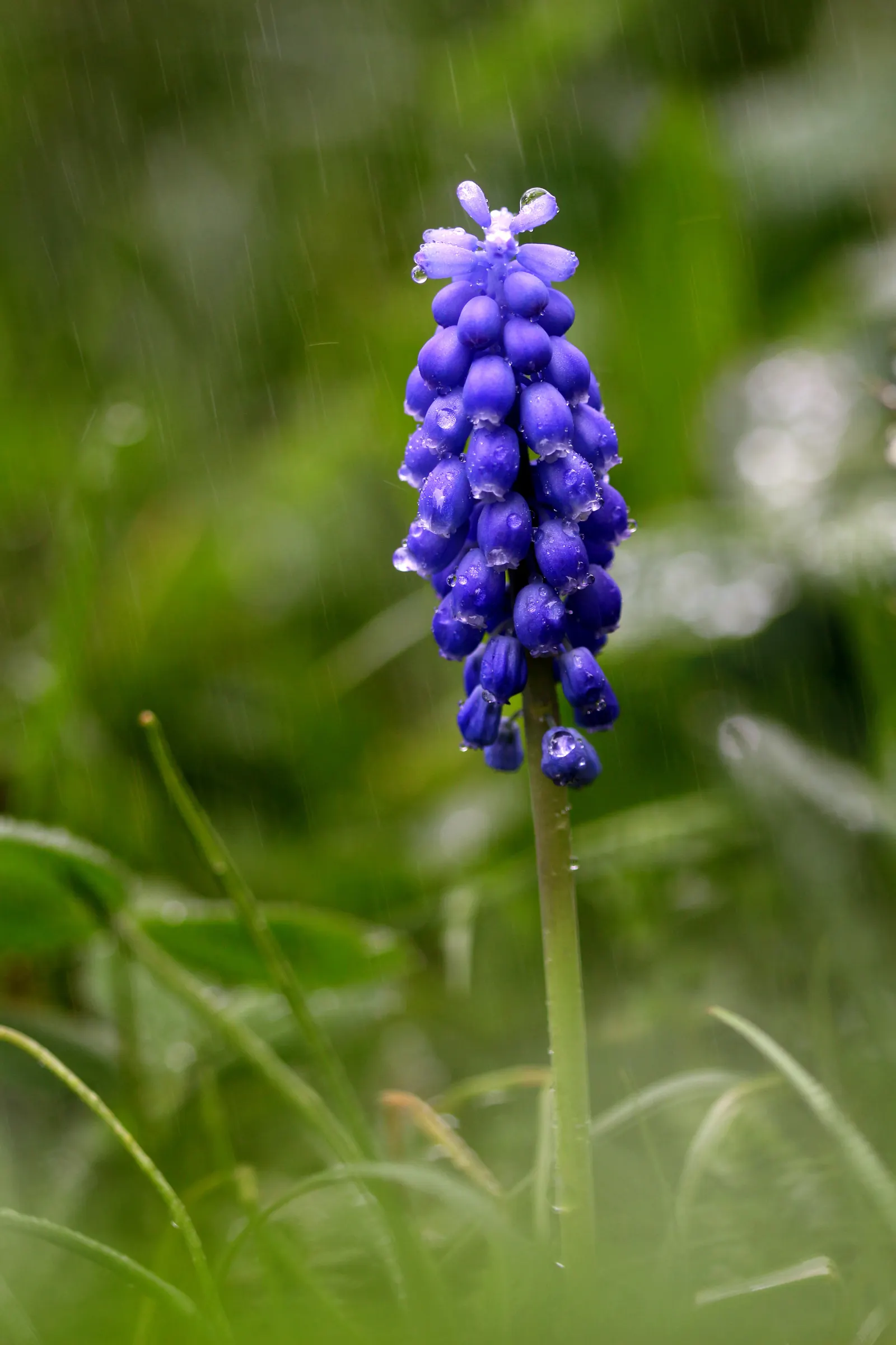 Grape Hyacinth (Muscari Armeniacum) — Each spike can grow to be 6 to 8 inches tall; blue flowers in the garden