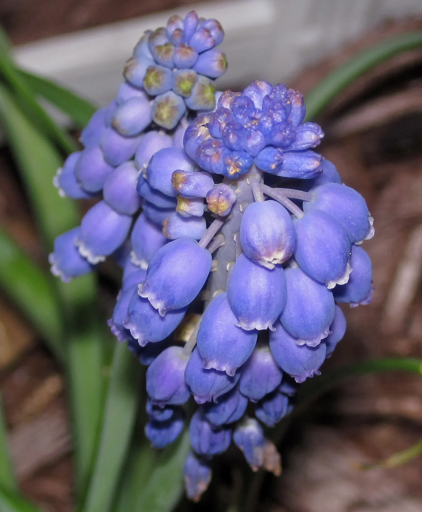 Grape Hyacinth (Muscari Armeniacum) — Grape Hyacinths require marginal maintenance; it also pairs beautifully with other spring bloomers like, image 151