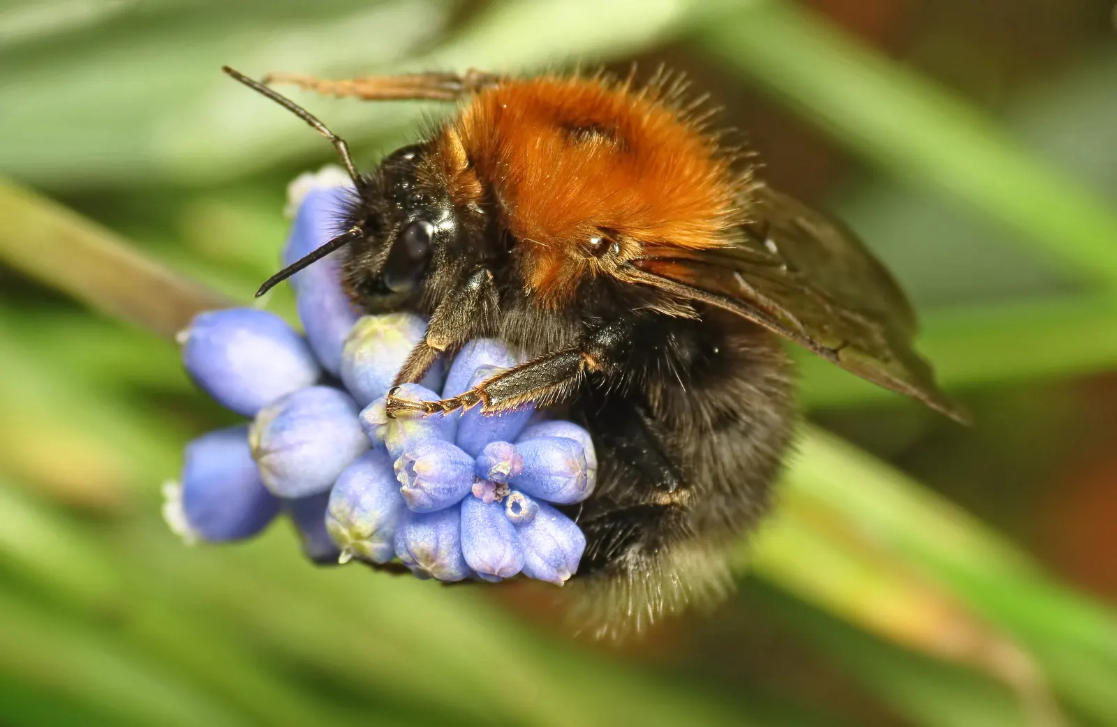 Grape Hyacinth (Muscari Armeniacum) — that bloom in a striking deep cobalt blue with a purplish tinge; making them an effortless choice for both beginners and