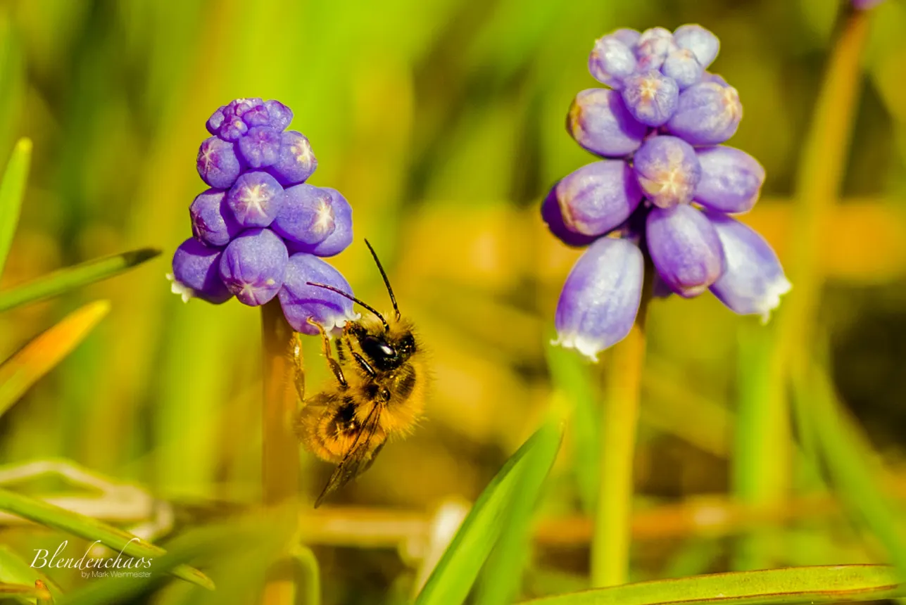 Grape Hyacinth (Muscari Armeniacum) — The plant reaches 6-9 inches in height and thrives in USDA zones 4-8, preferring full sun to partial shade, image 71