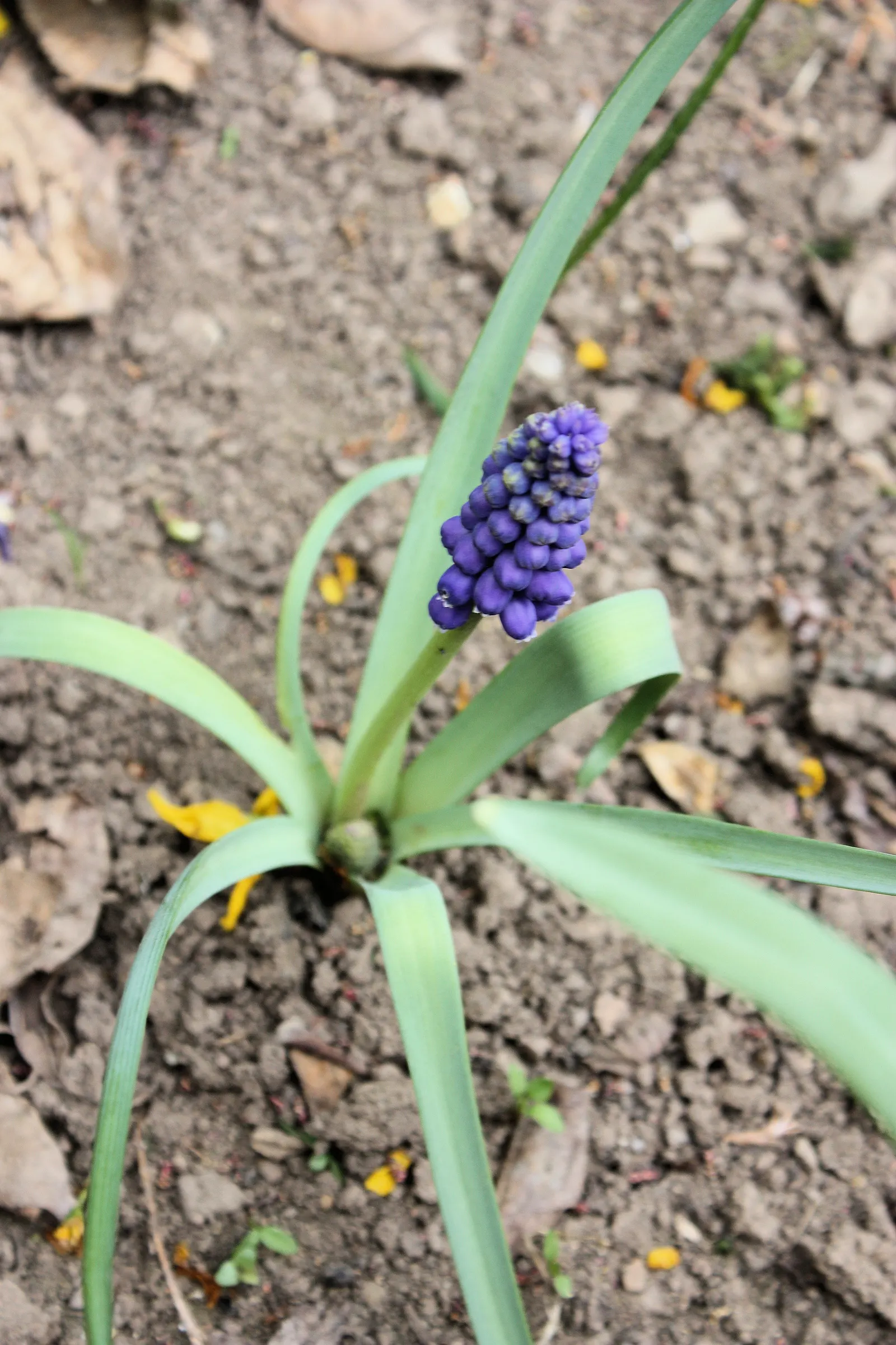 Grape Hyacinth (Muscari Armeniacum) — adding a striking blue hue to borders and rock gardens; signaling the arrival of spring