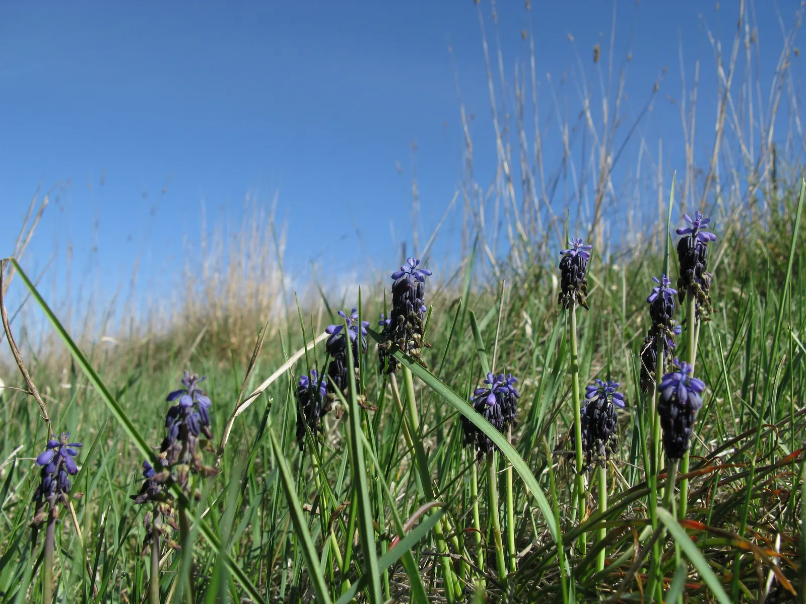 Grape Hyacinth (Muscari Armeniacum) — They prefer full to partial sun exposure but it is worth noting they can tolerate light shade, image 81
