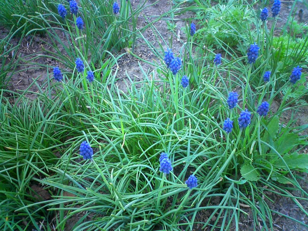 Grape Hyacinth (Muscari Armeniacum) — resembling miniature grapes; this plant is characterized by its densely clustered, image 169