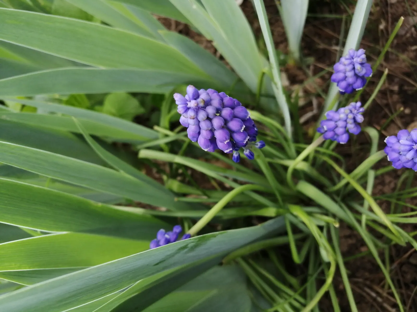 Grape Hyacinth (Muscari Armeniacum) — It also pairs beautifully with other spring bloomers like tulips and daffodils; a planting depth of 3 to 4 inches is