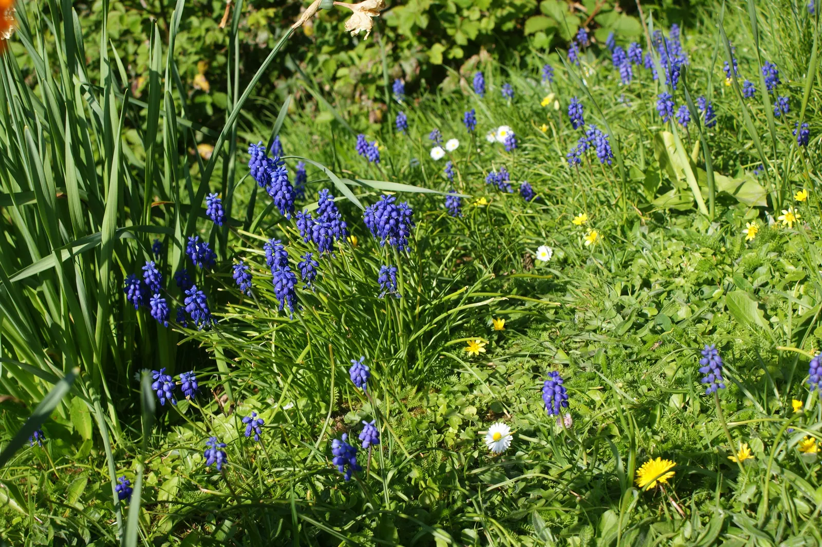 Grape Hyacinth (Muscari Armeniacum) — Muscari armeniacum naturalizes easily; multiplying and returning with a delightful show year after year, image 223