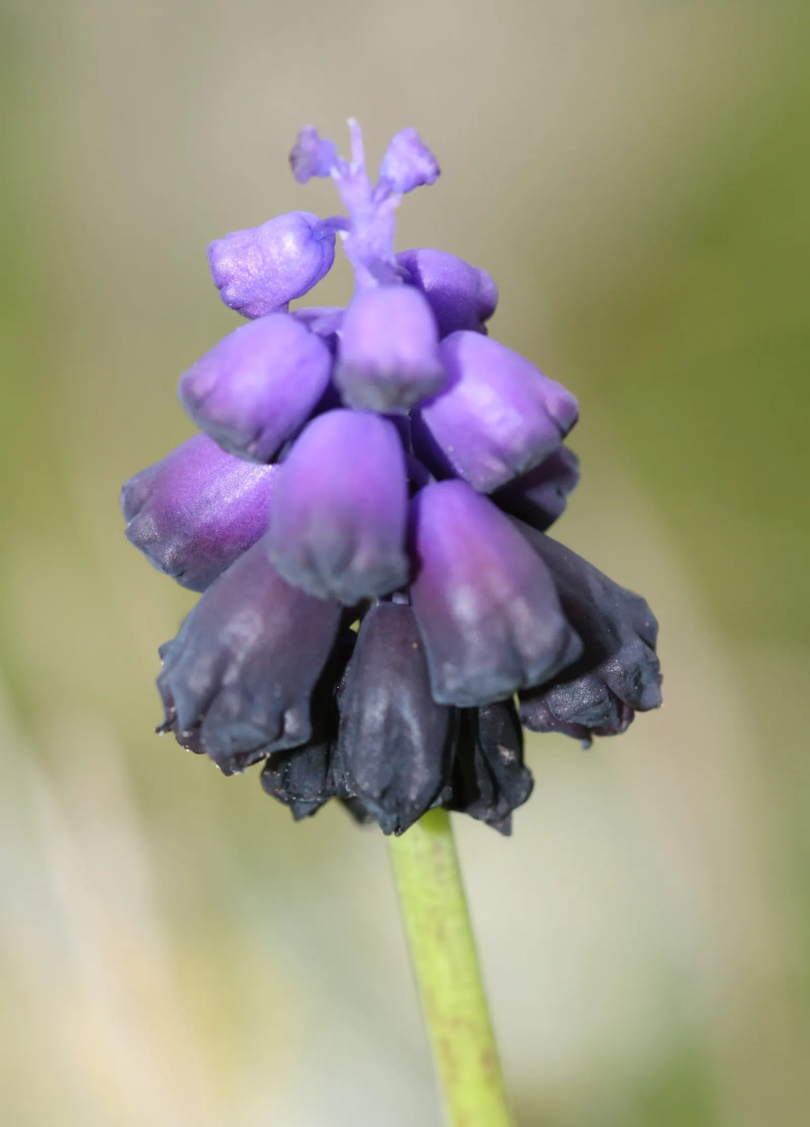 Grape Hyacinth (Muscari Armeniacum) — that bloom in a striking deep cobalt blue with a purplish tinge; making them an effortless choice for both, image 216