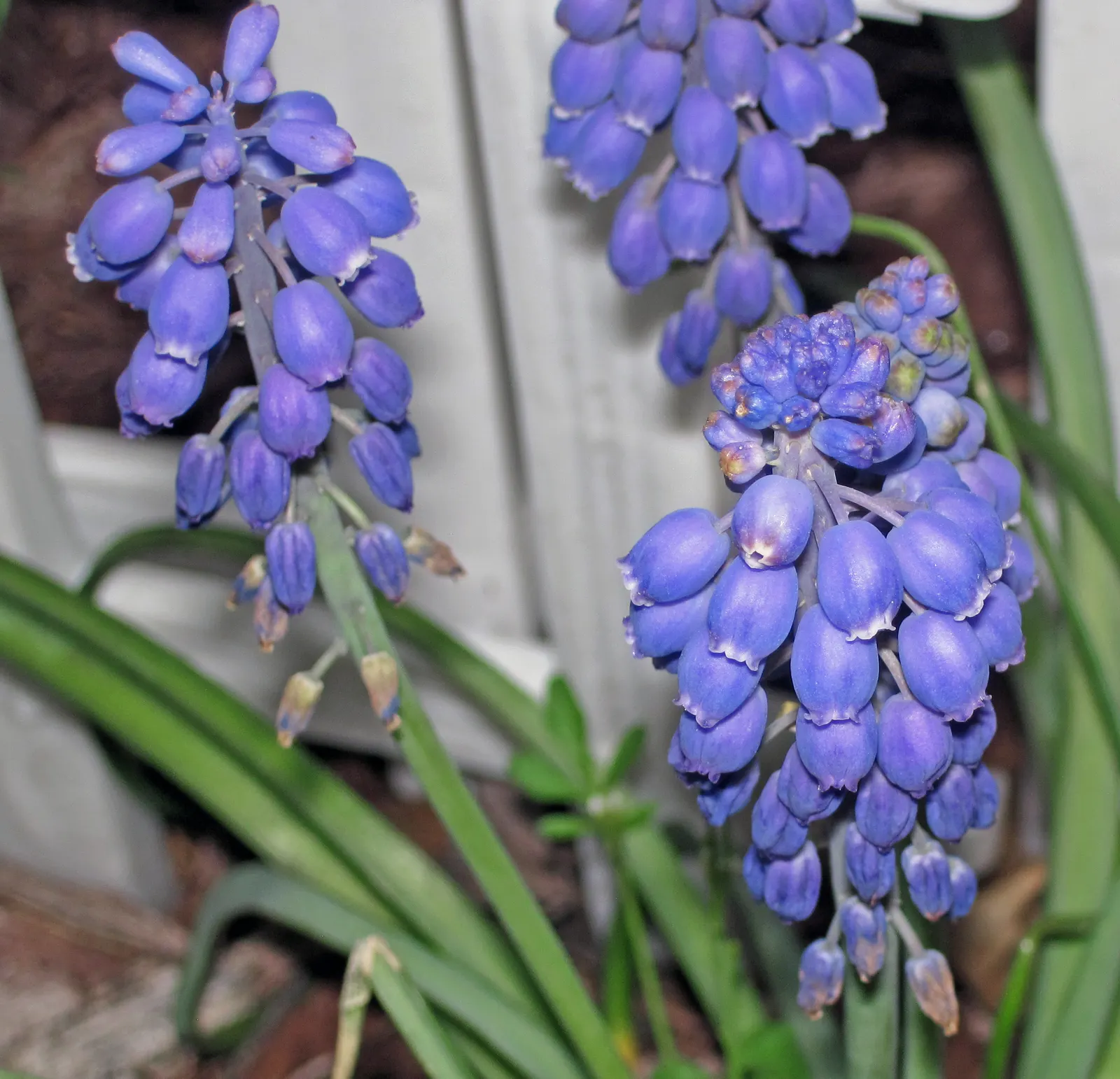Grape Hyacinth (Muscari Armeniacum) — This plant is characterized by its densely clustered; bulb / ground cover for full or half, image 168