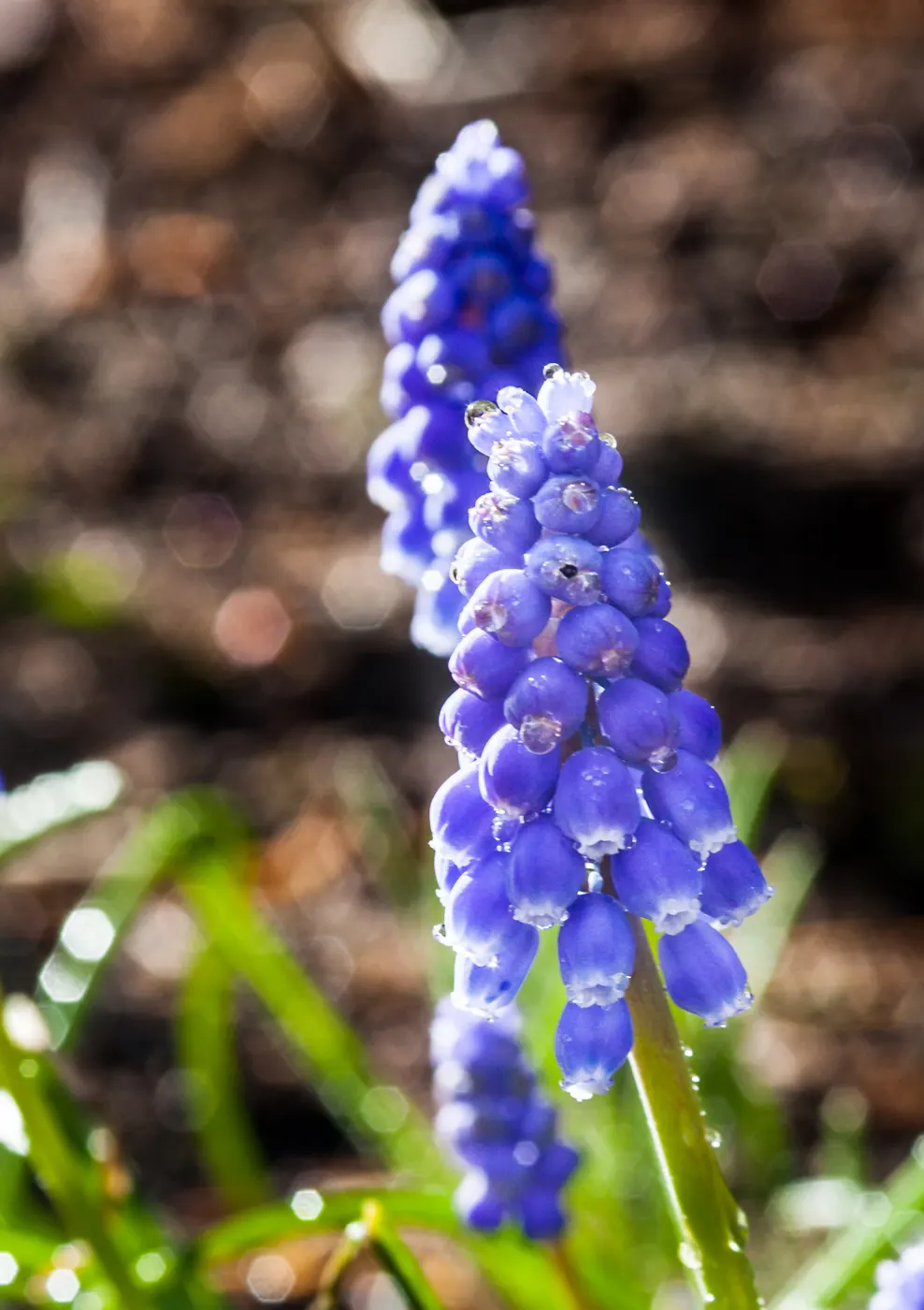Grape Hyacinth (Muscari Armeniacum) — offering a layered look of contrasting shapes and heights; bulb / ground cover with blue blooms, image 181
