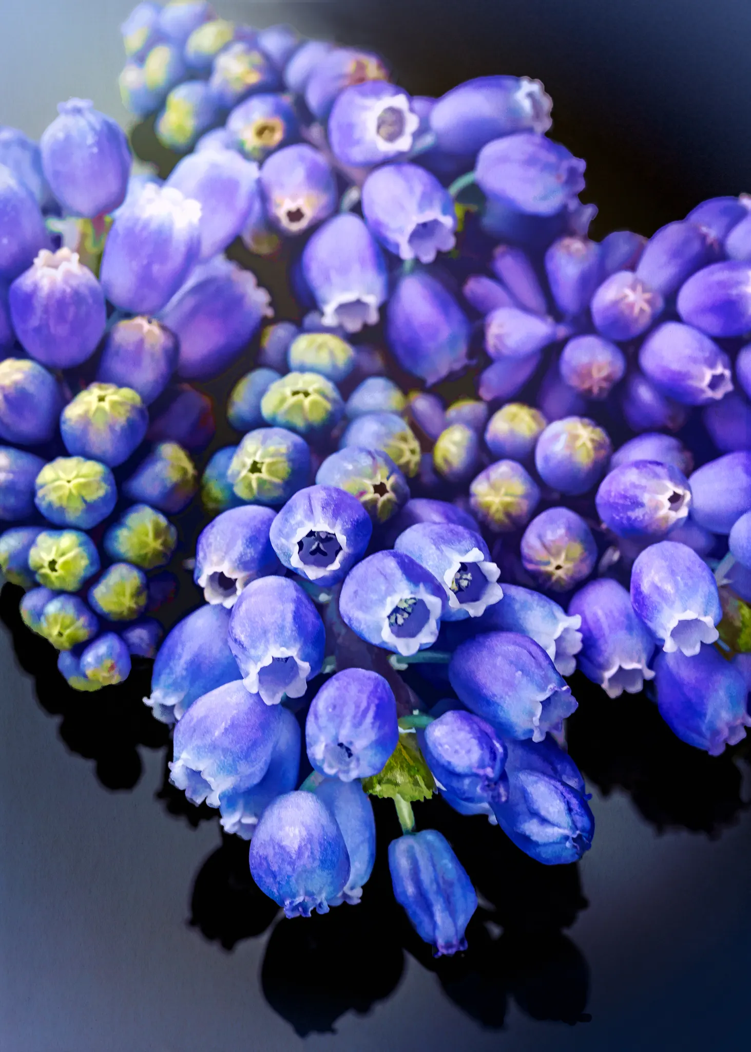 Grape Hyacinth (Muscari Armeniacum) — signaling the arrival of spring; resembling miniature grapes, image 110