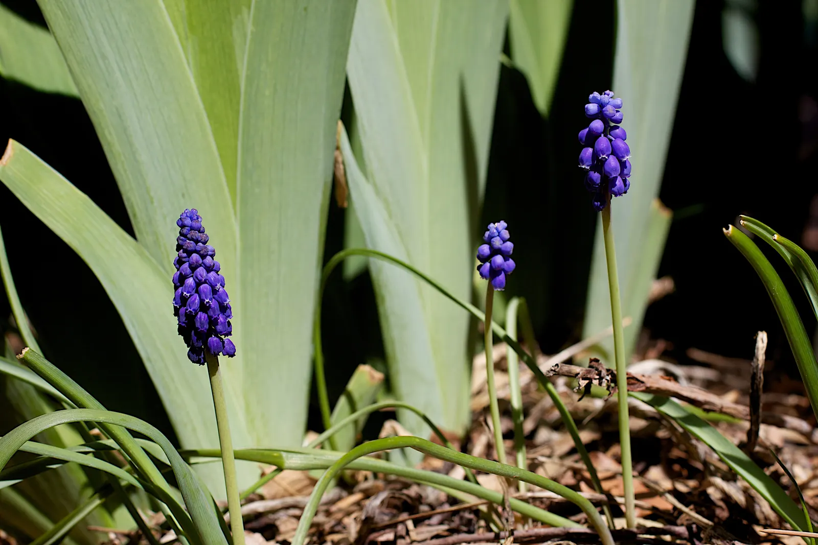 Grape Hyacinth (Muscari Armeniacum) — They prefer full to partial sun exposure but it is worth noting they can tolerate light shade, image 58